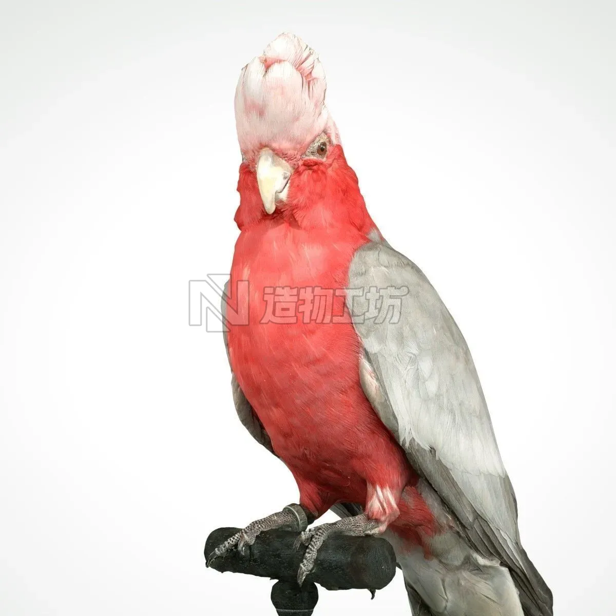 Roze Kaketoe Eolophus Roseicapilla Bird Low-poly 3D model