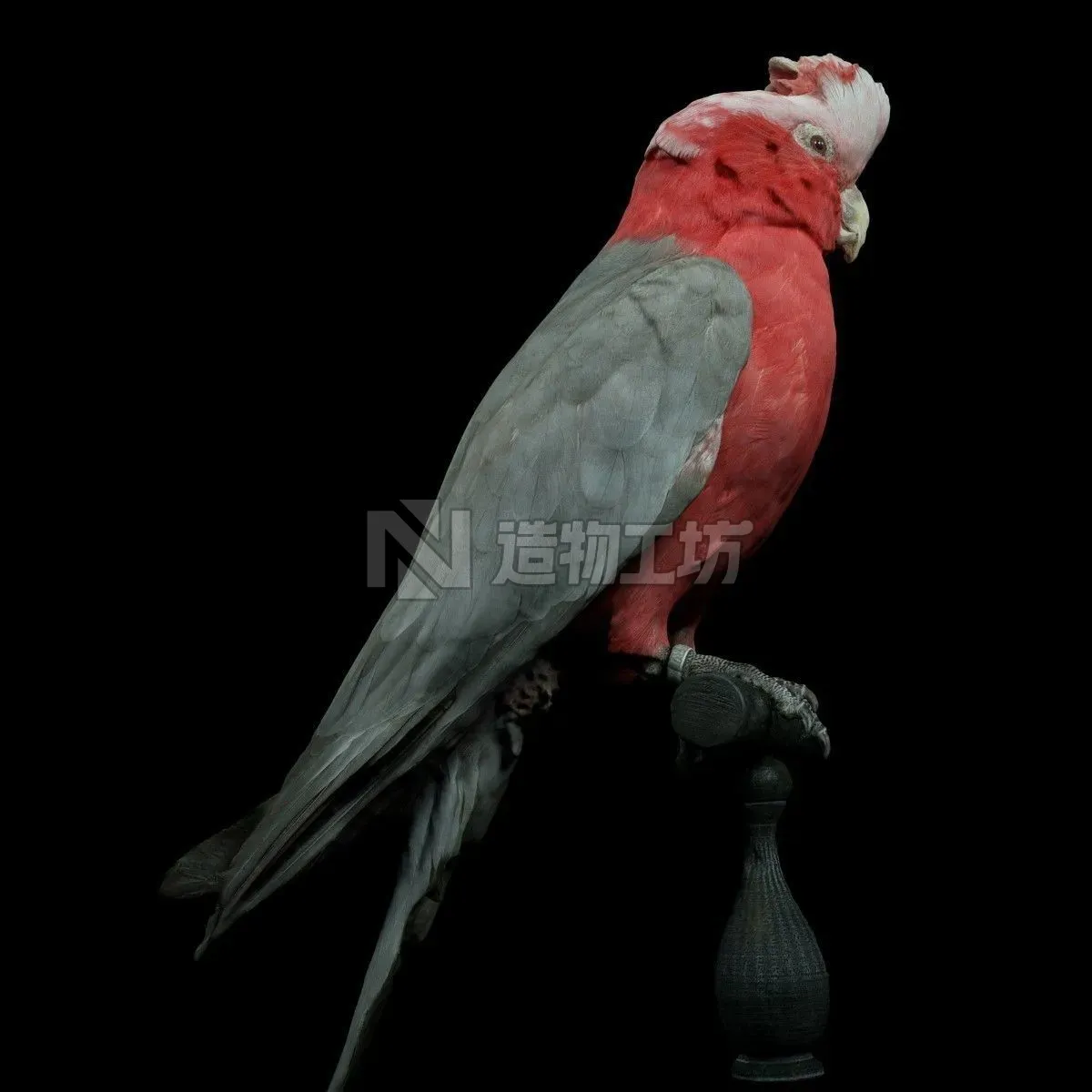 Roze Kaketoe Eolophus Roseicapilla Bird Low-poly 3D model