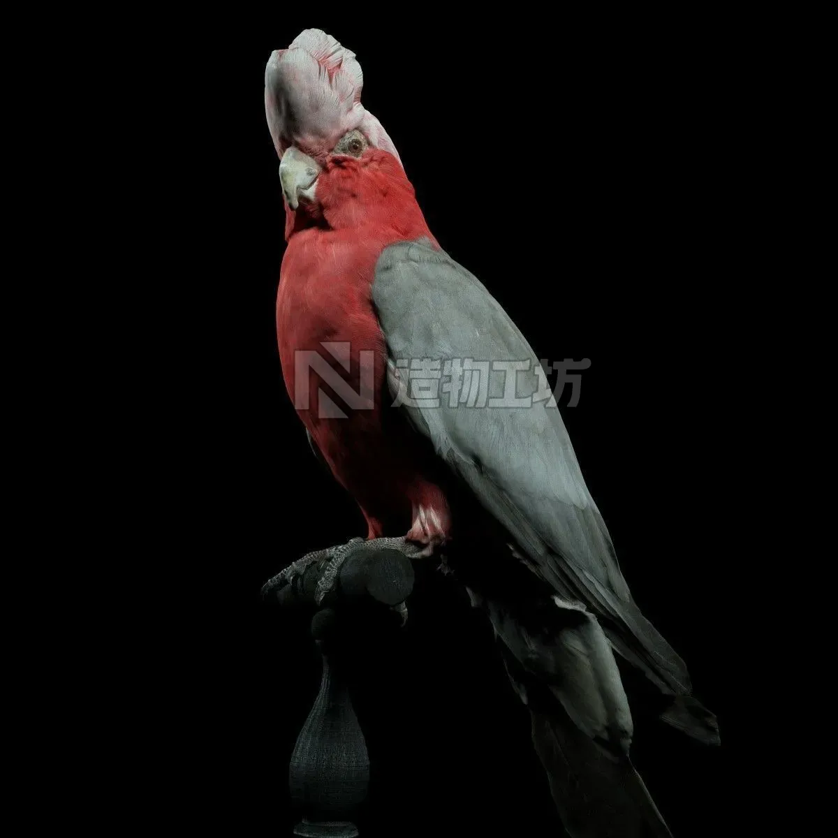 Roze Kaketoe Eolophus Roseicapilla Bird Low-poly 3D model