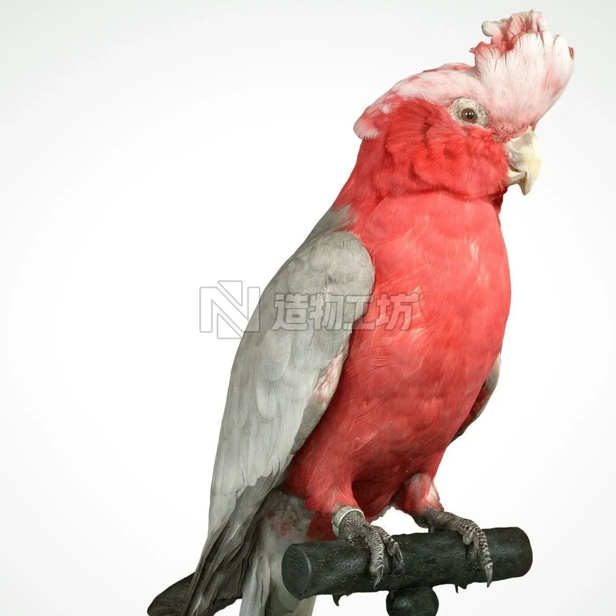 Roze Kaketoe Eolophus Roseicapilla Bird Low-poly 3D model
