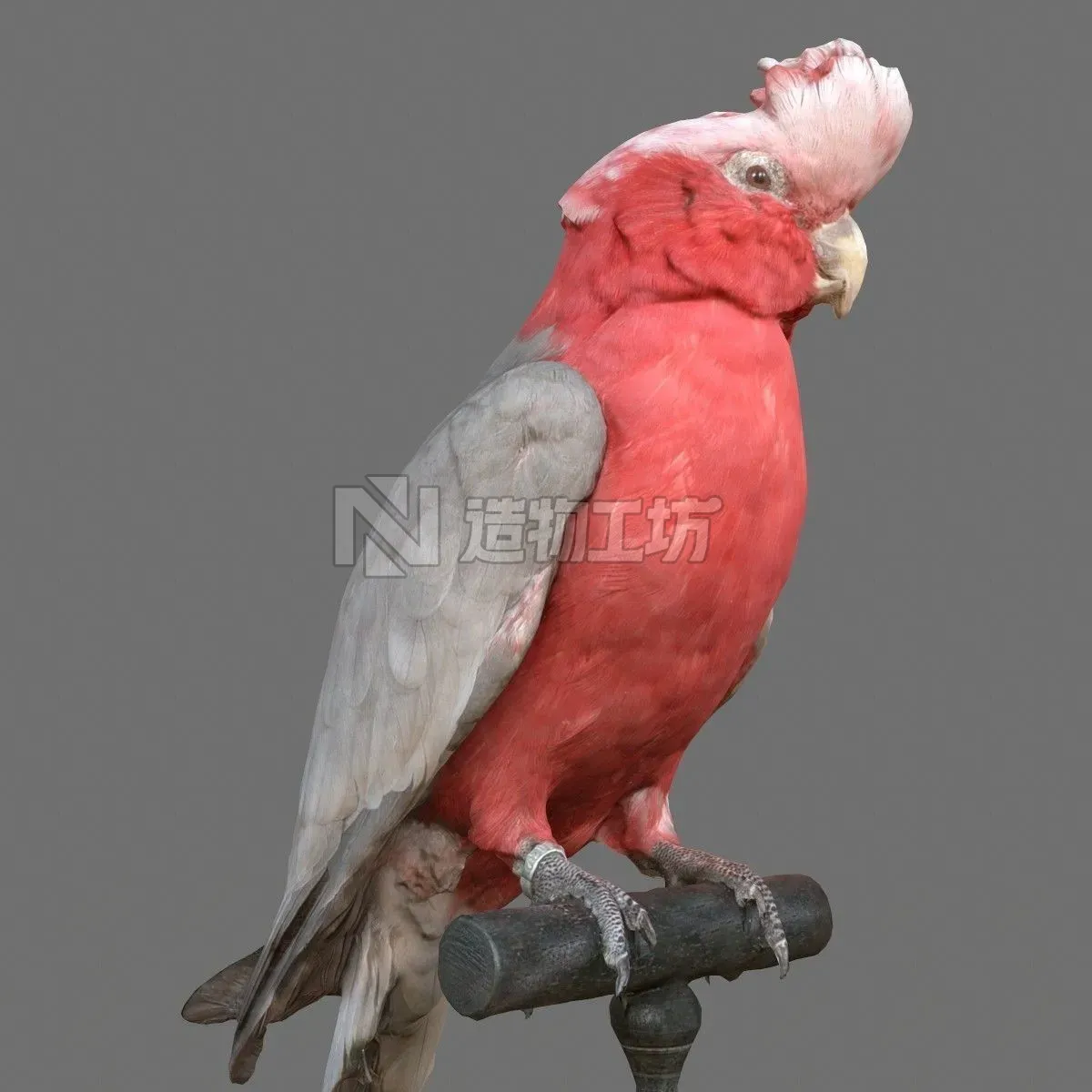 Roze Kaketoe Eolophus Roseicapilla Bird Low-poly 3D model