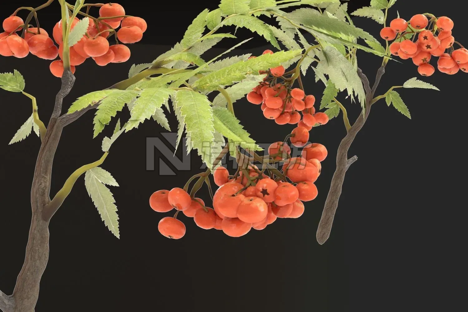 School Stationery with Mountain Ash Branch 3D model