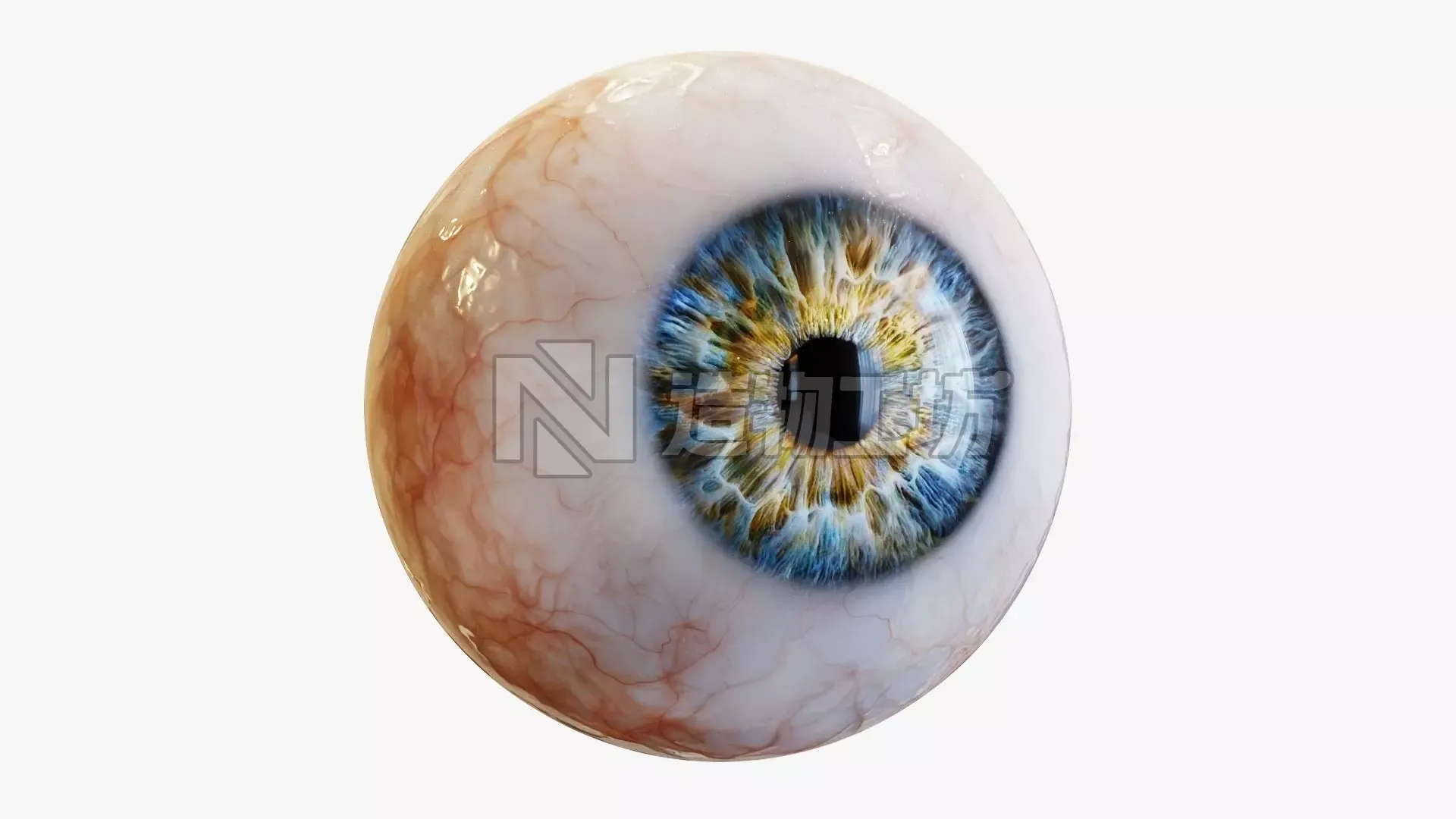 Human eye Photorealistic  Low-poly 3D model