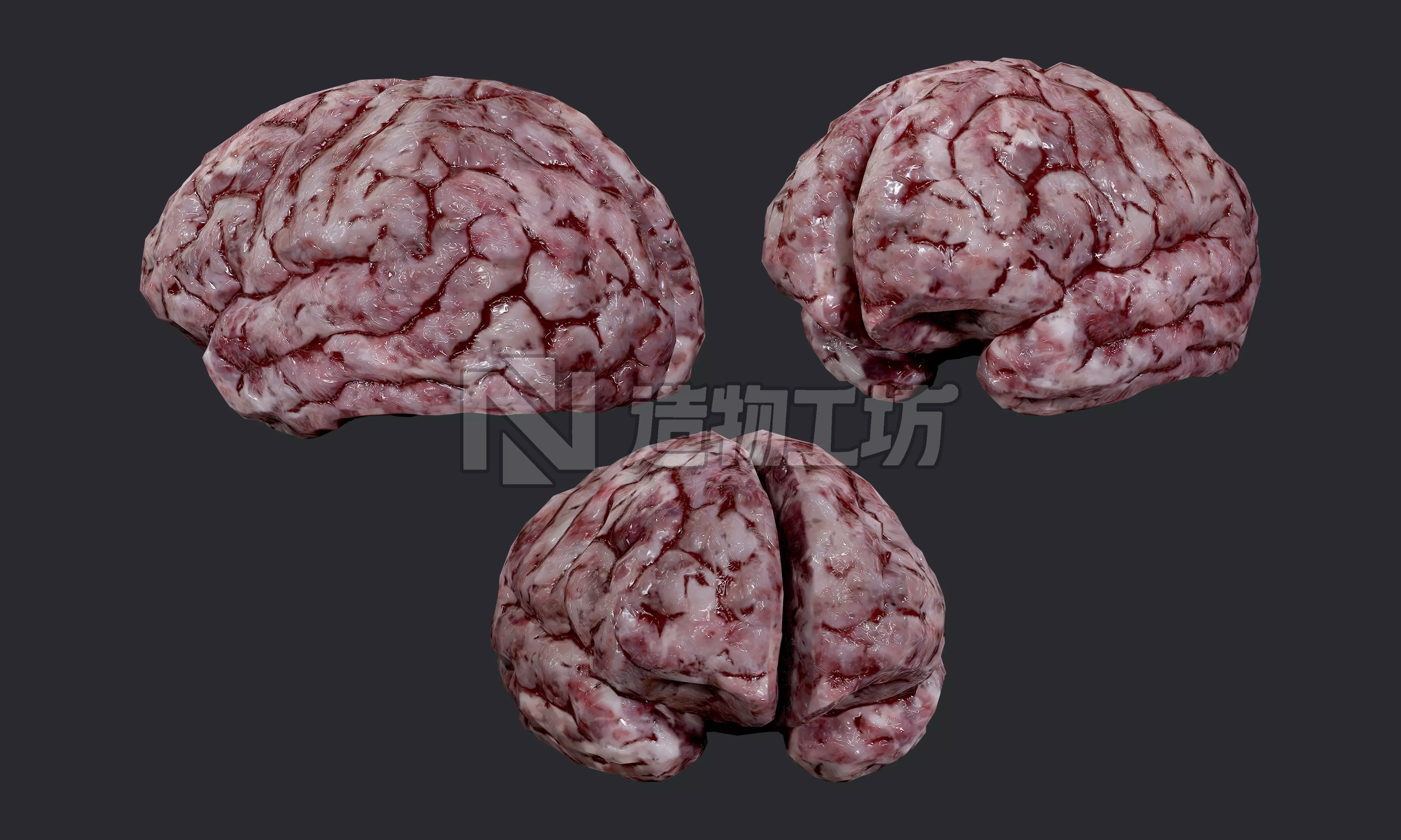 Human Brain Organ Game Ready 05 Low-poly 3D model