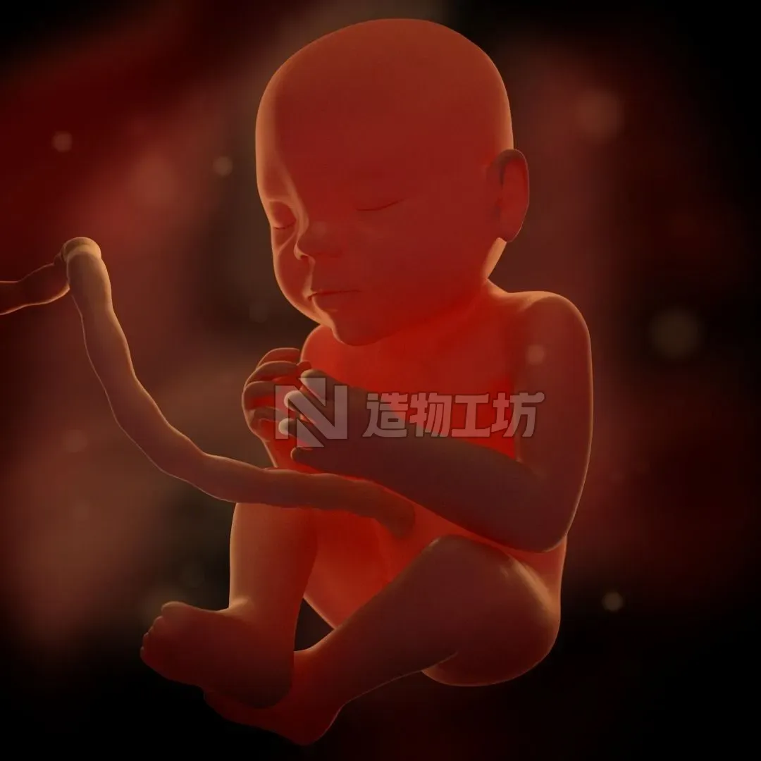 Prenatal baby 3D model