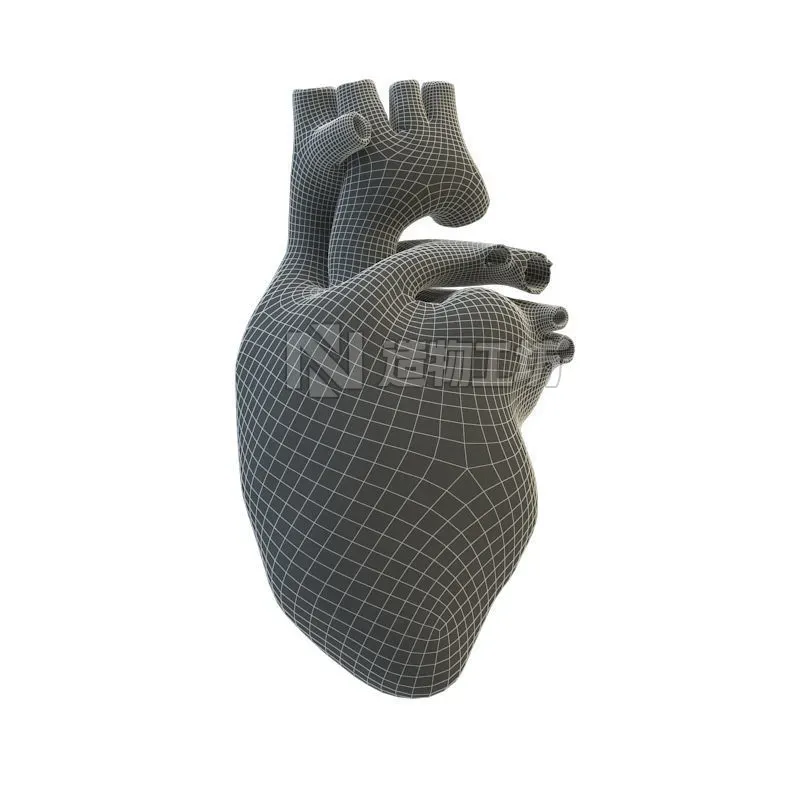 Human Heart 3D model