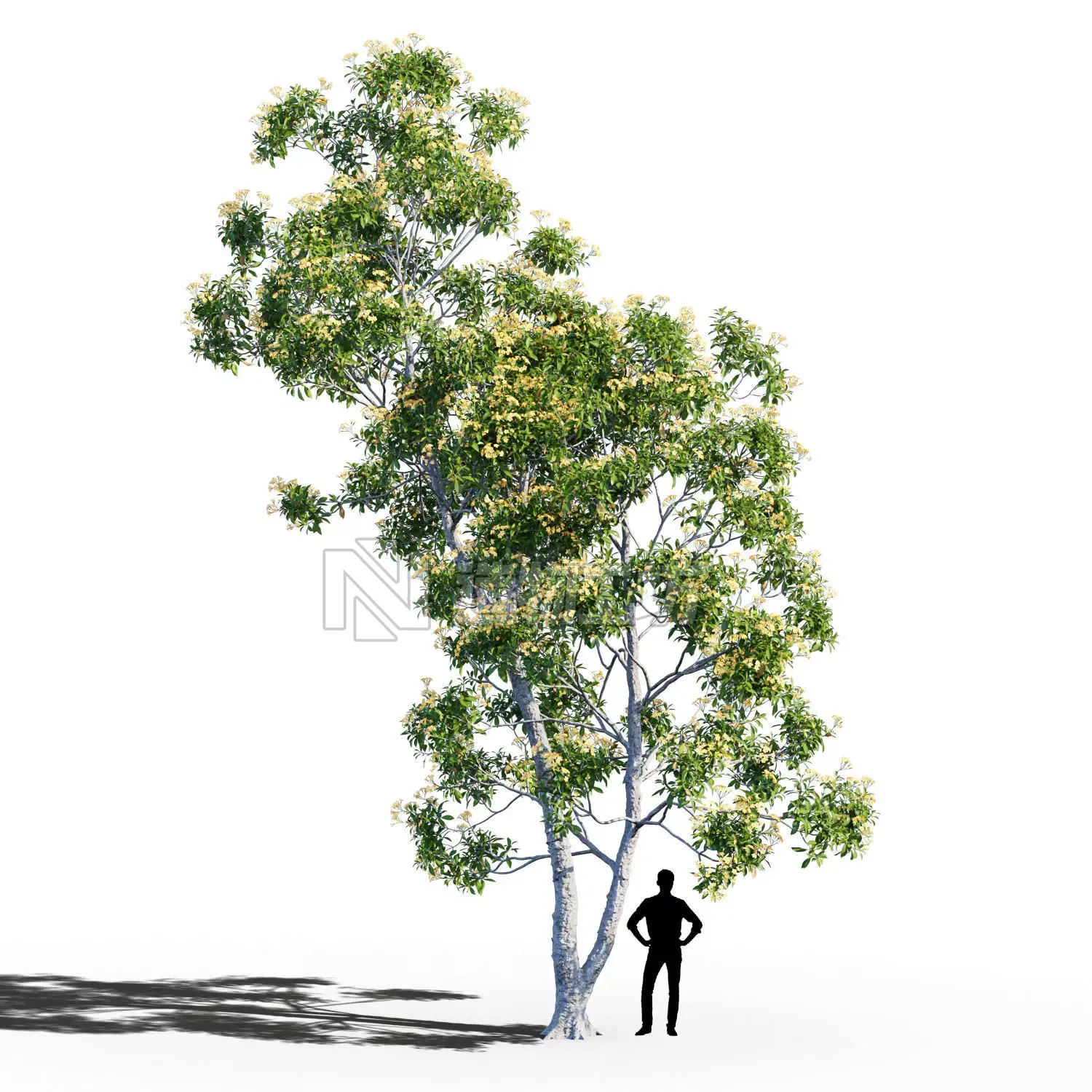 Hymenosporum flavum op3 3D model