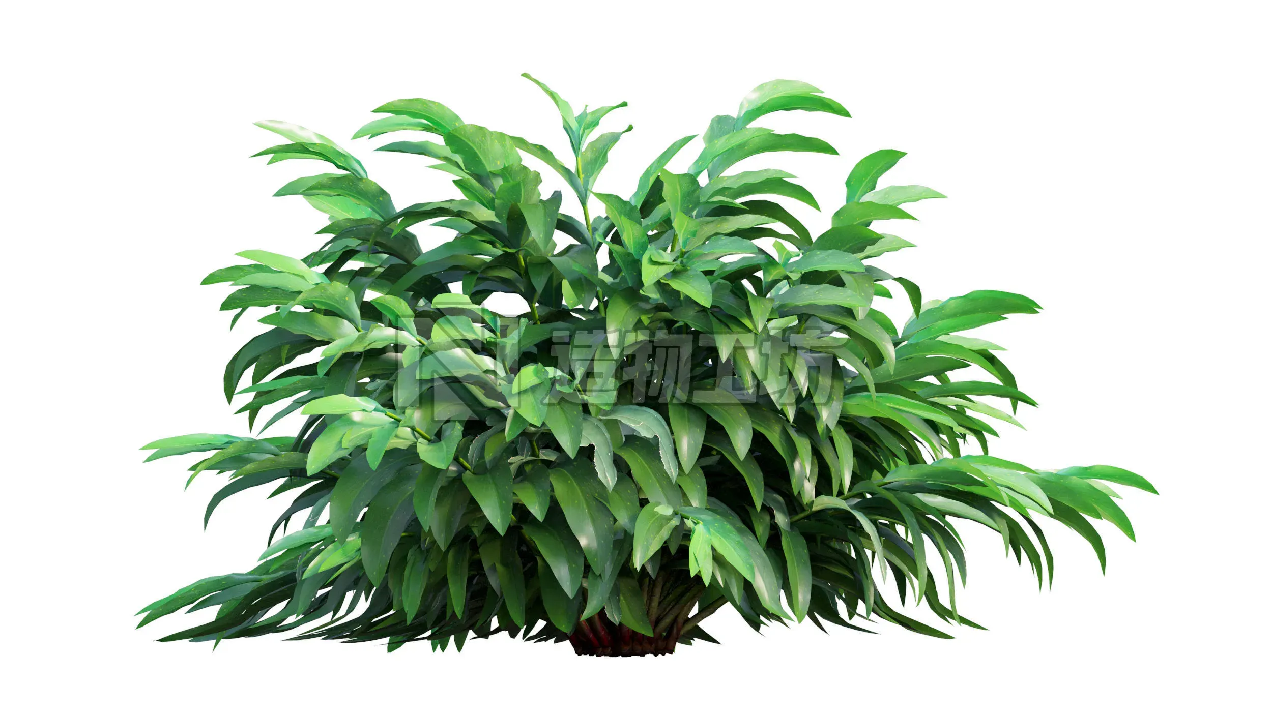 Alpinia mutica Low-poly 3D model
