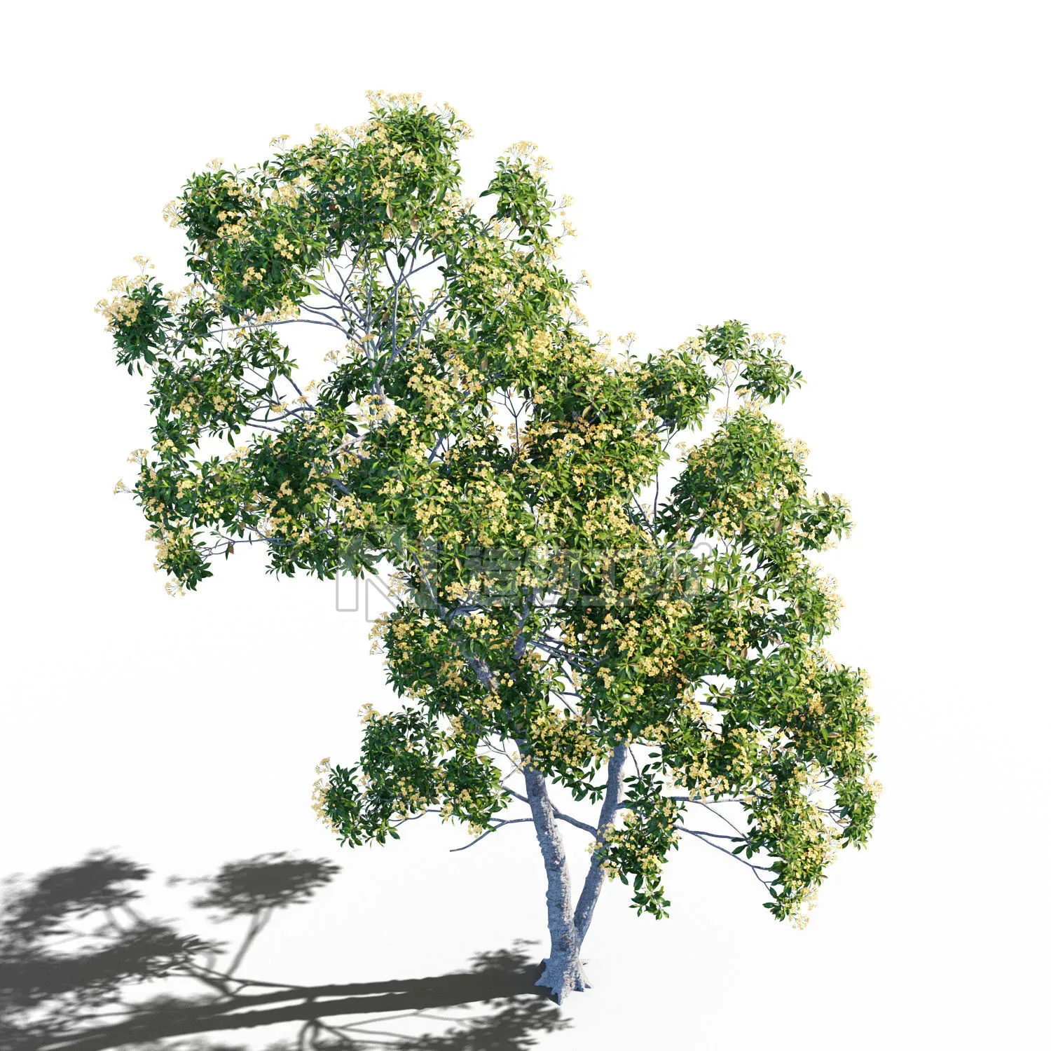 Hymenosporum flavum op3 3D model
