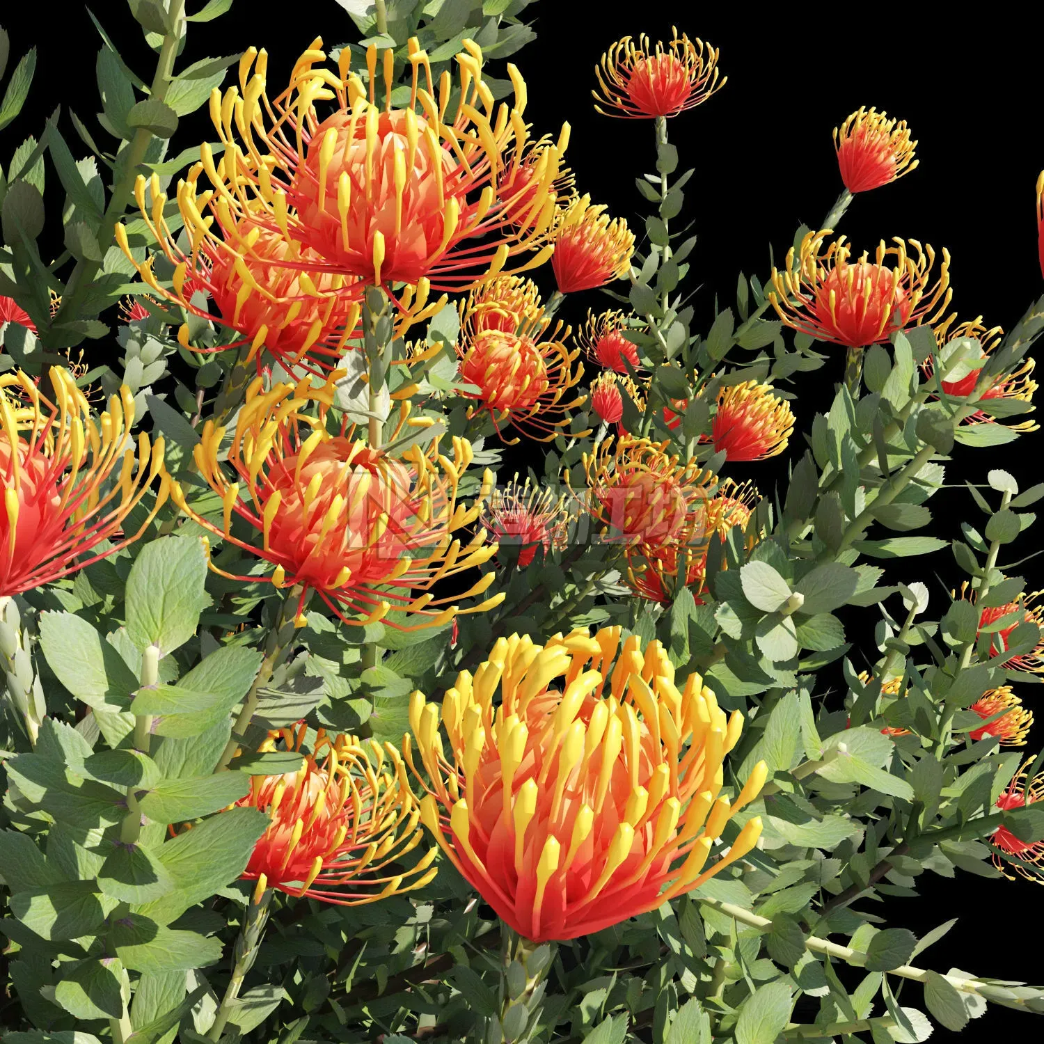 Leucospermum cordifolium 3D model