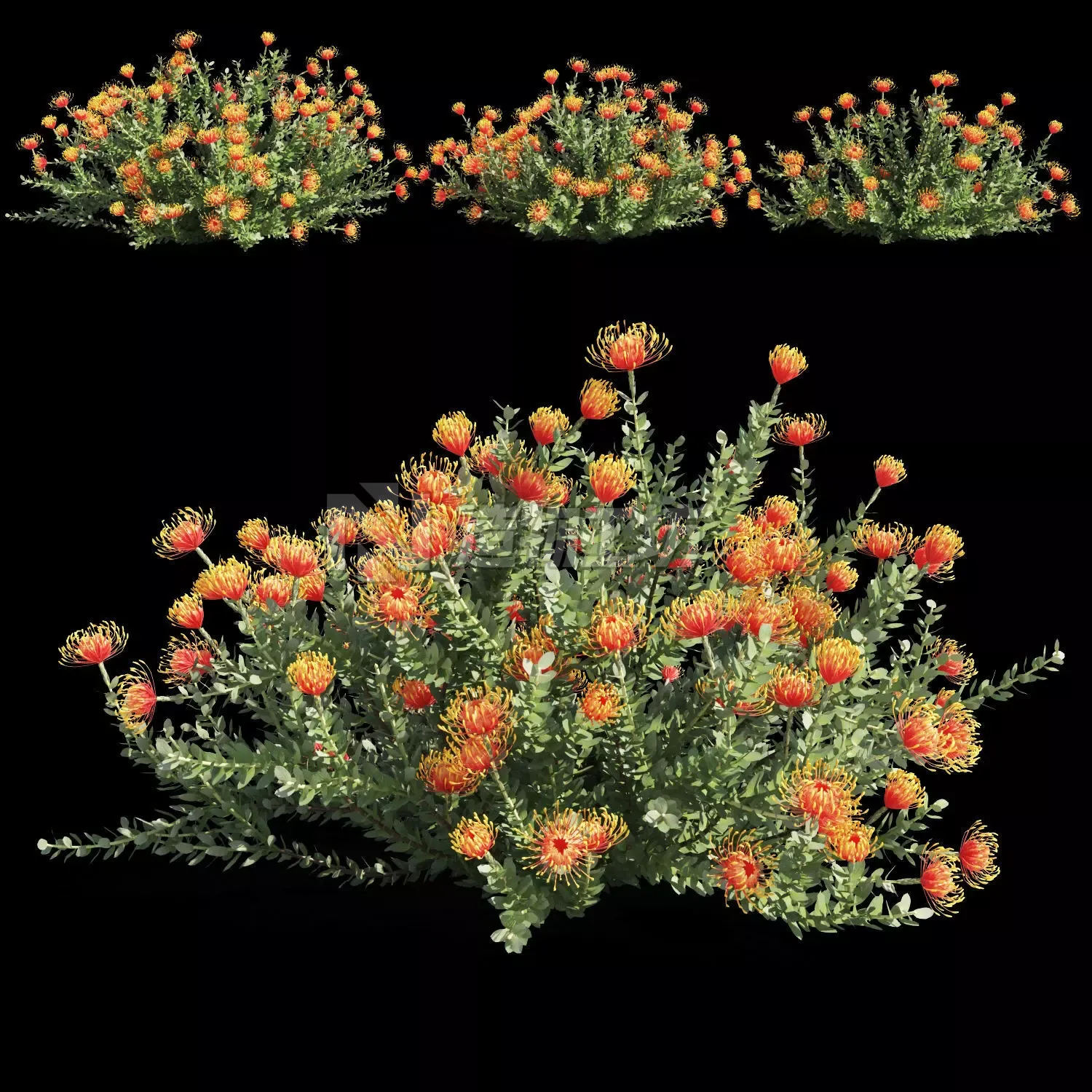 Leucospermum cordifolium 3D model