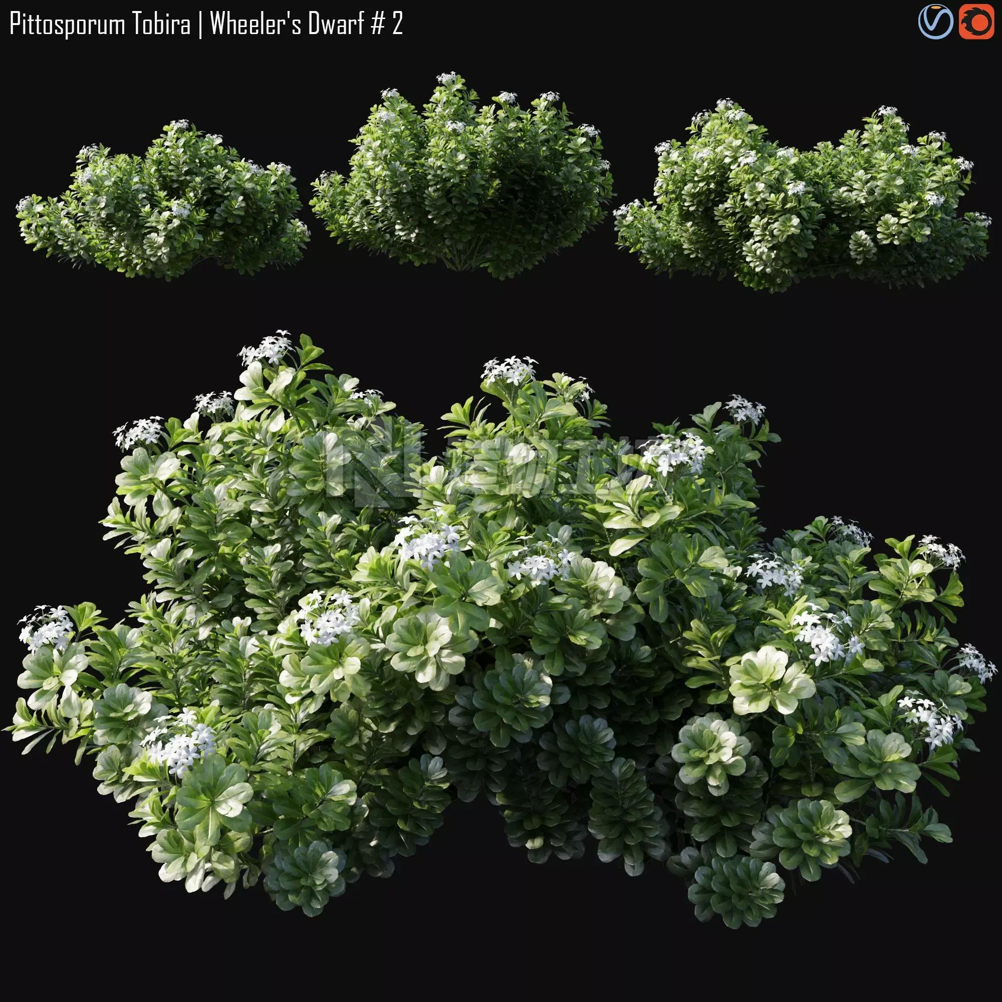 Pittosporum Tobira 3D model