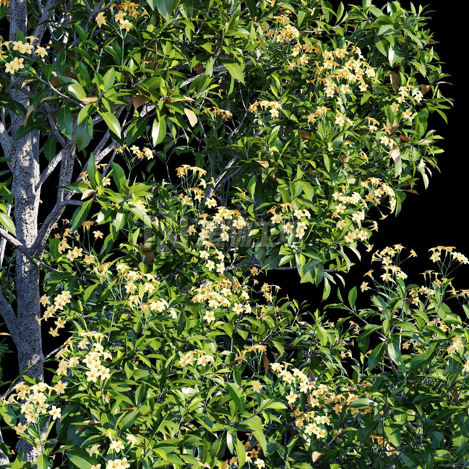 Hymenosporum flavum op3 3D model