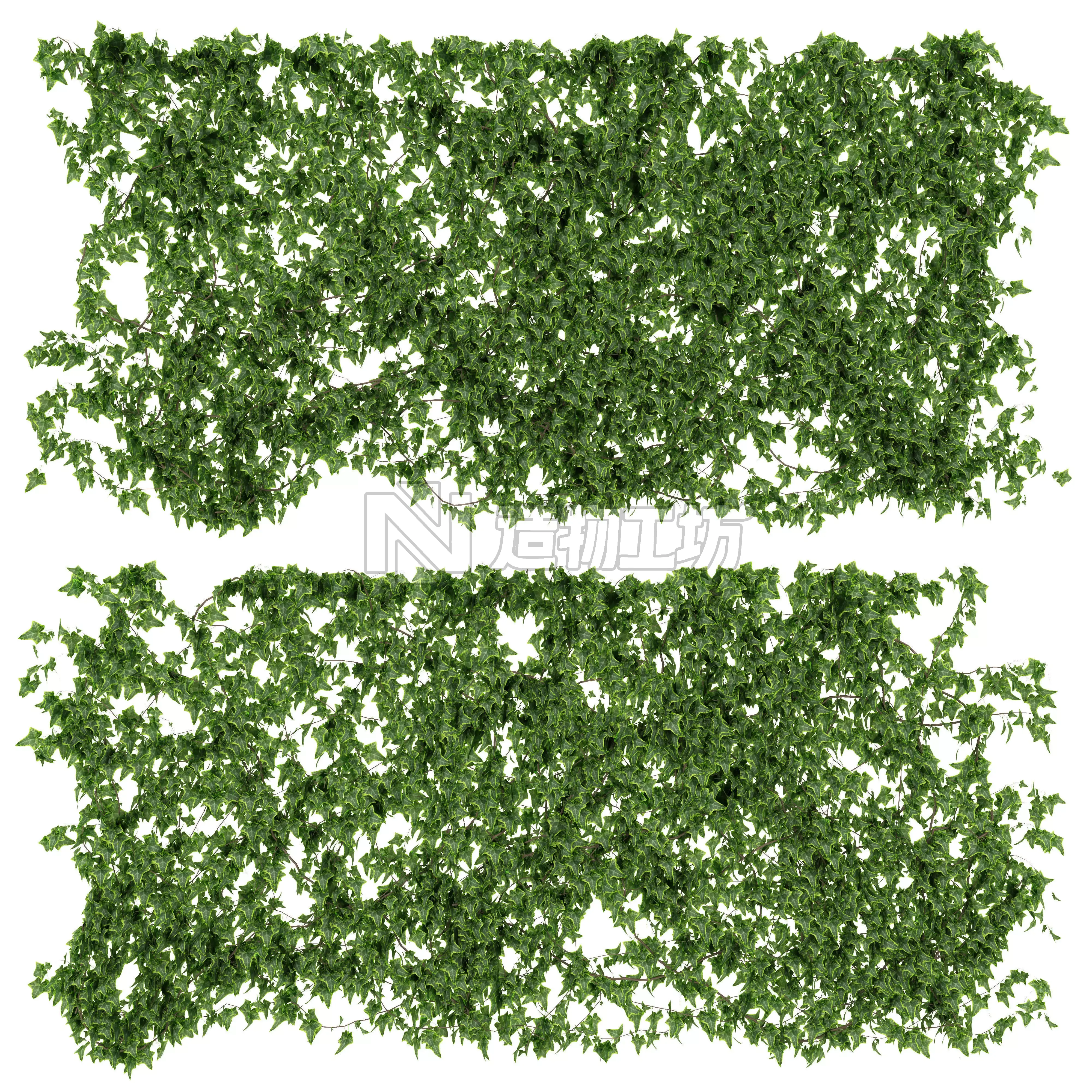 Ivy walls 2 models 3D model