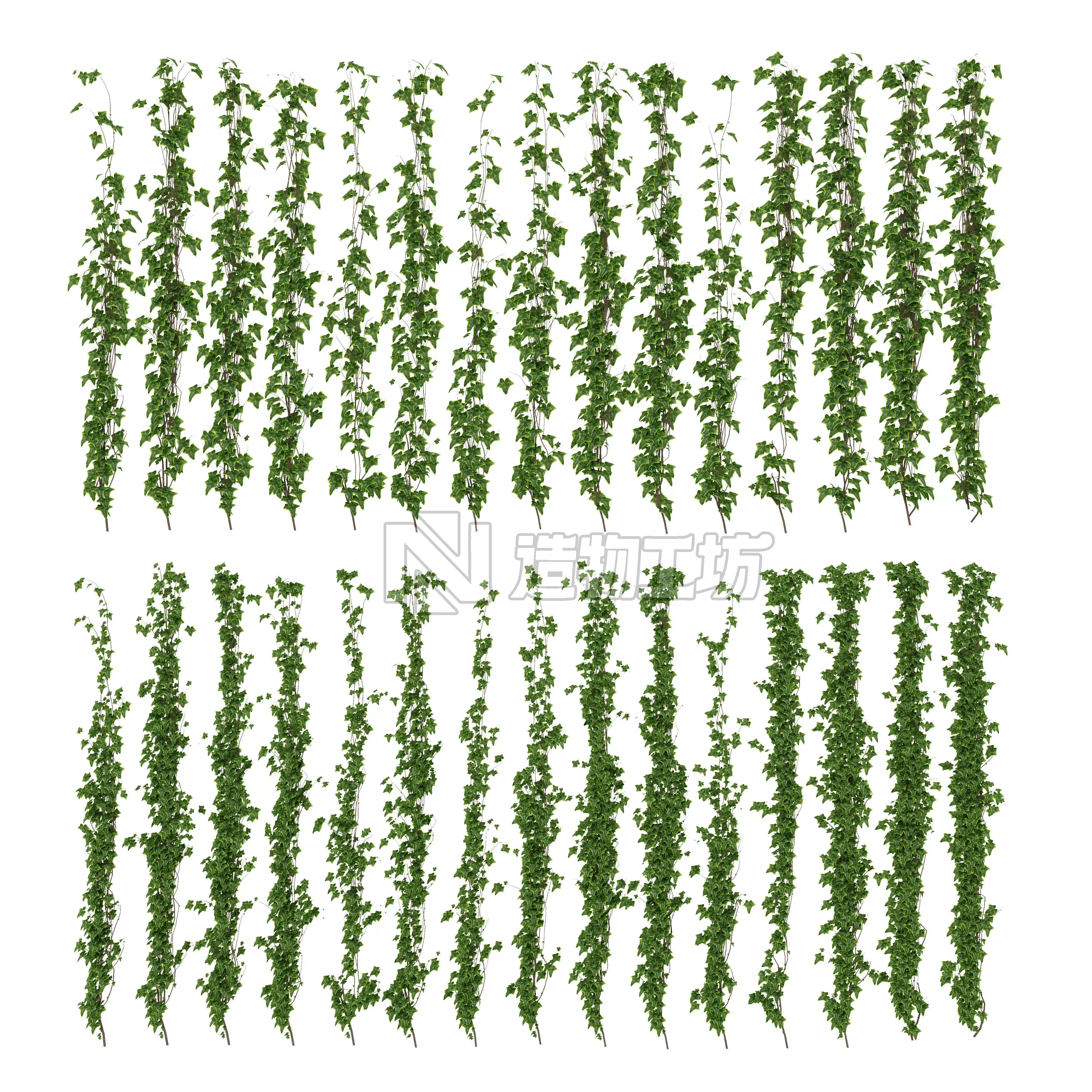 Wall of ivy leaves 3D model