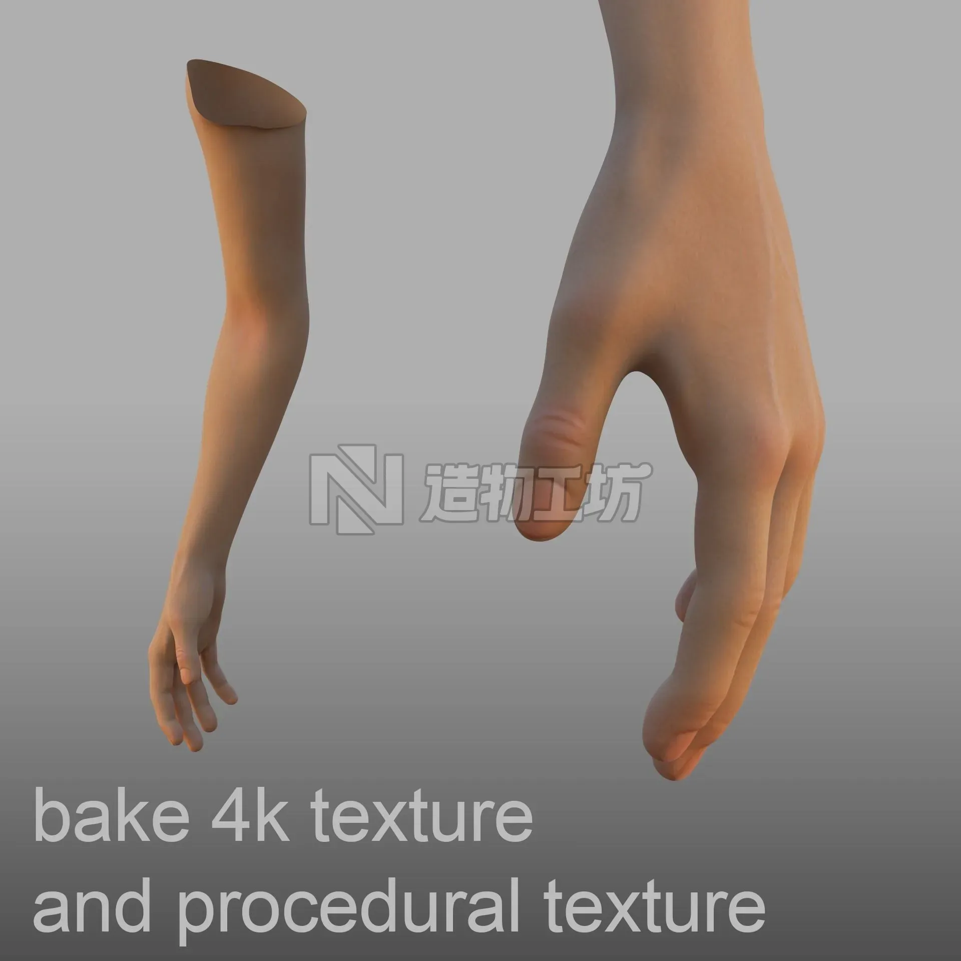 hand anatomy  3D model