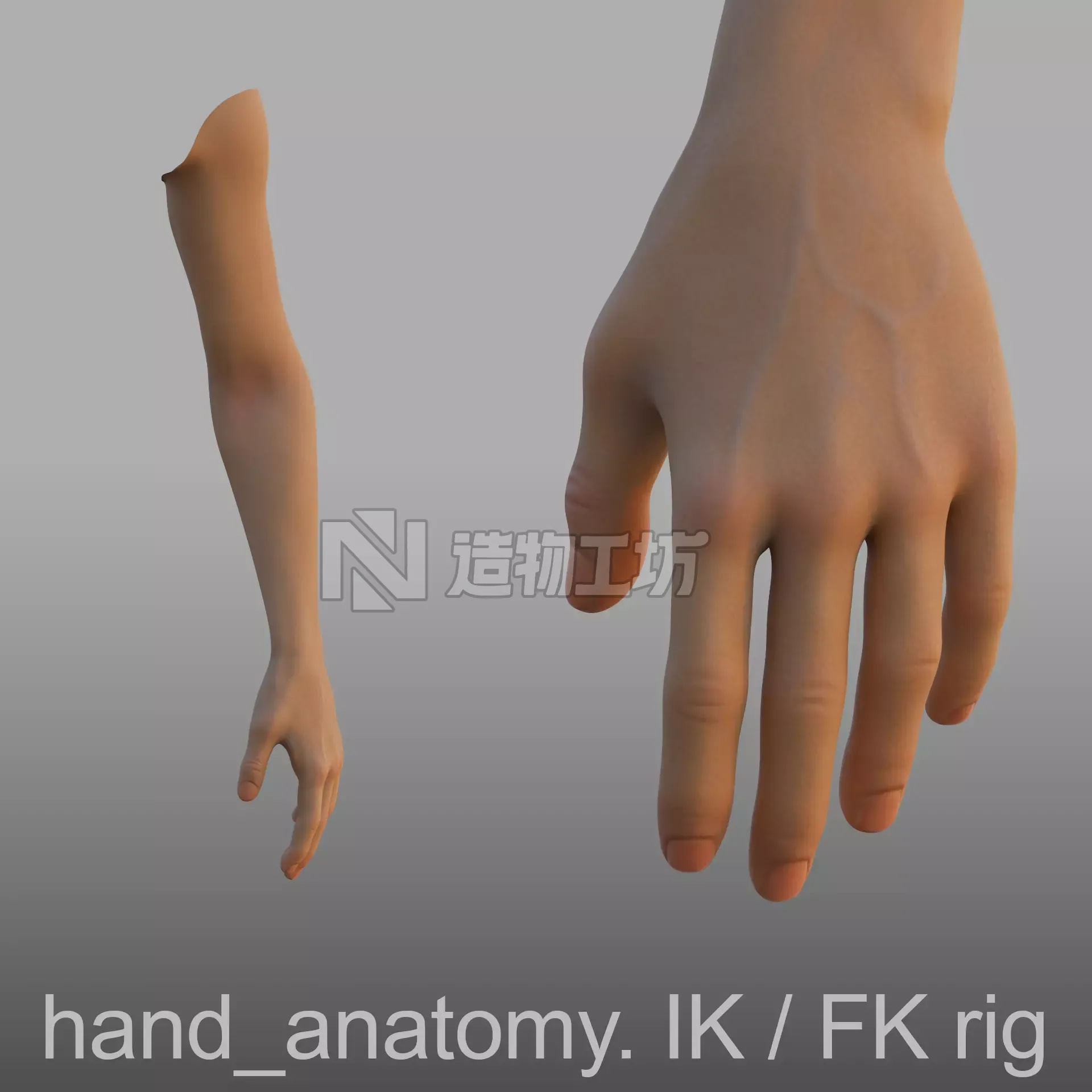 hand anatomy  3D model