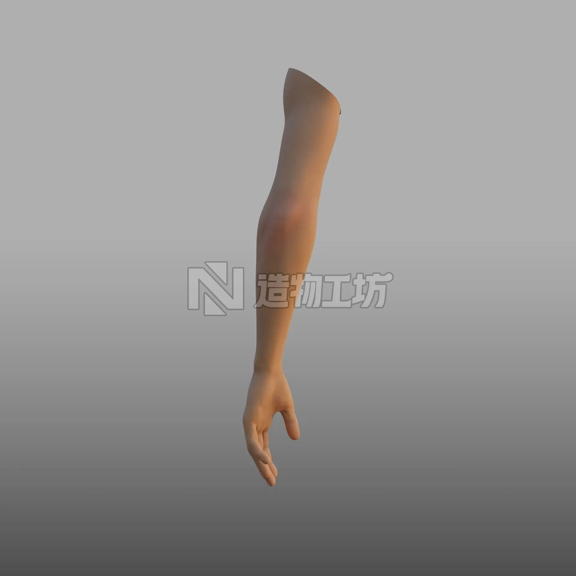 hand anatomy  3D model