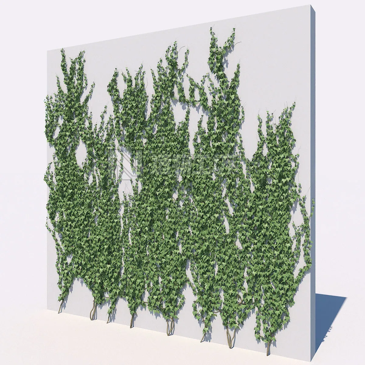 Ivy set 01 3D model