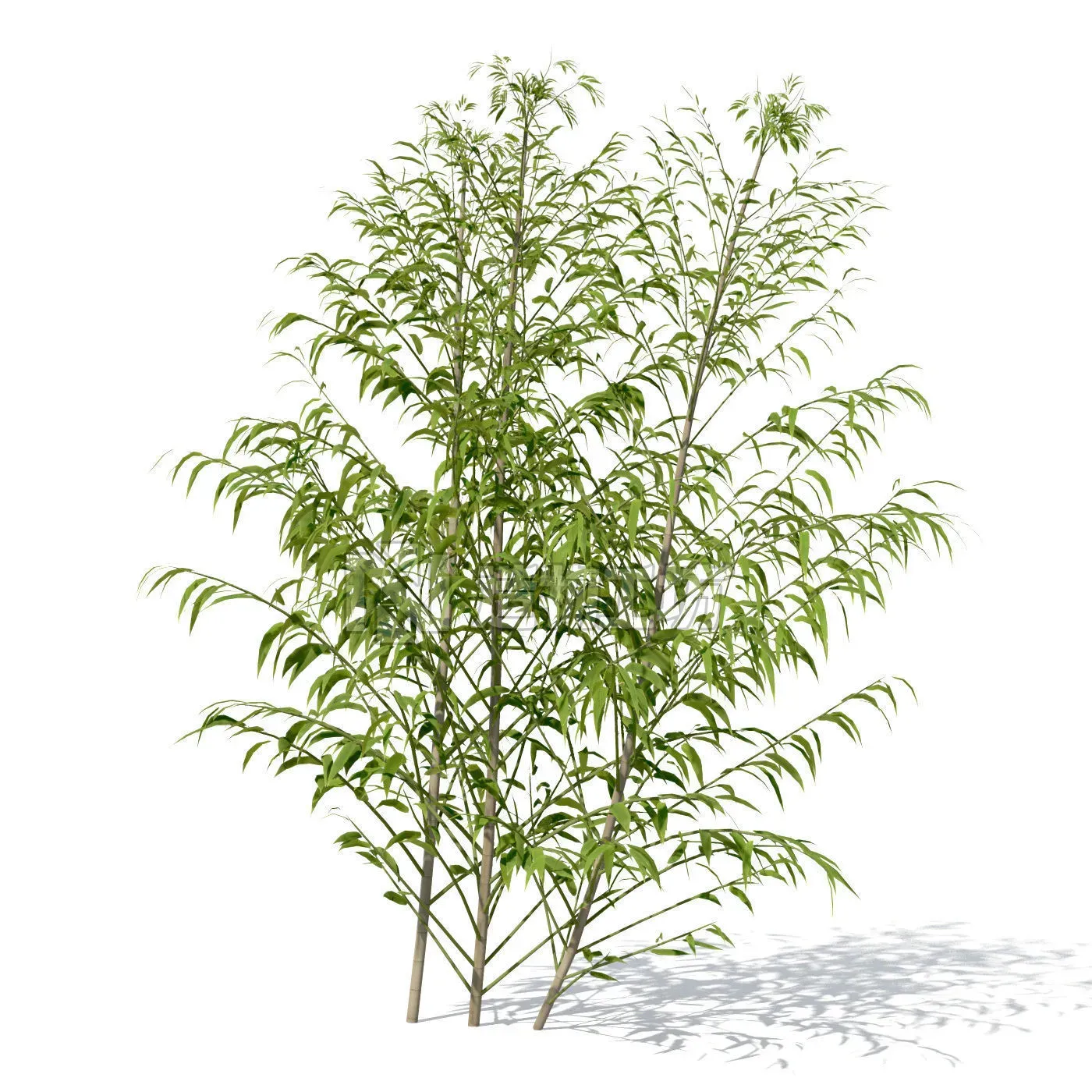 XfrogPlants Golden Bamboo 3D model
