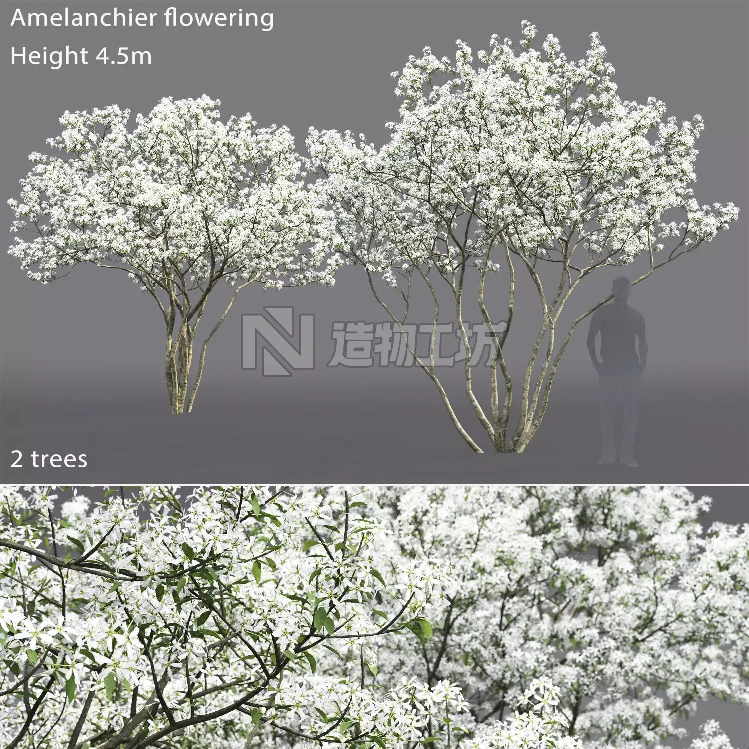 Amelanchier Flowering 01 3D model