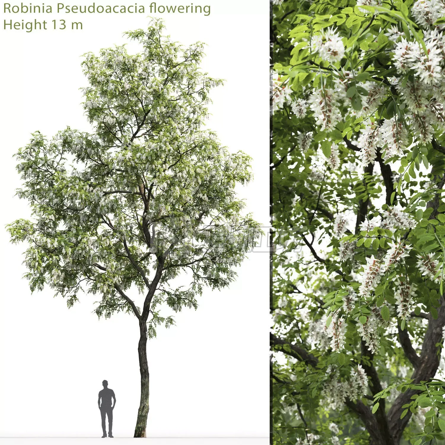 Robinia pseudoacacia 02 H13m 3D model