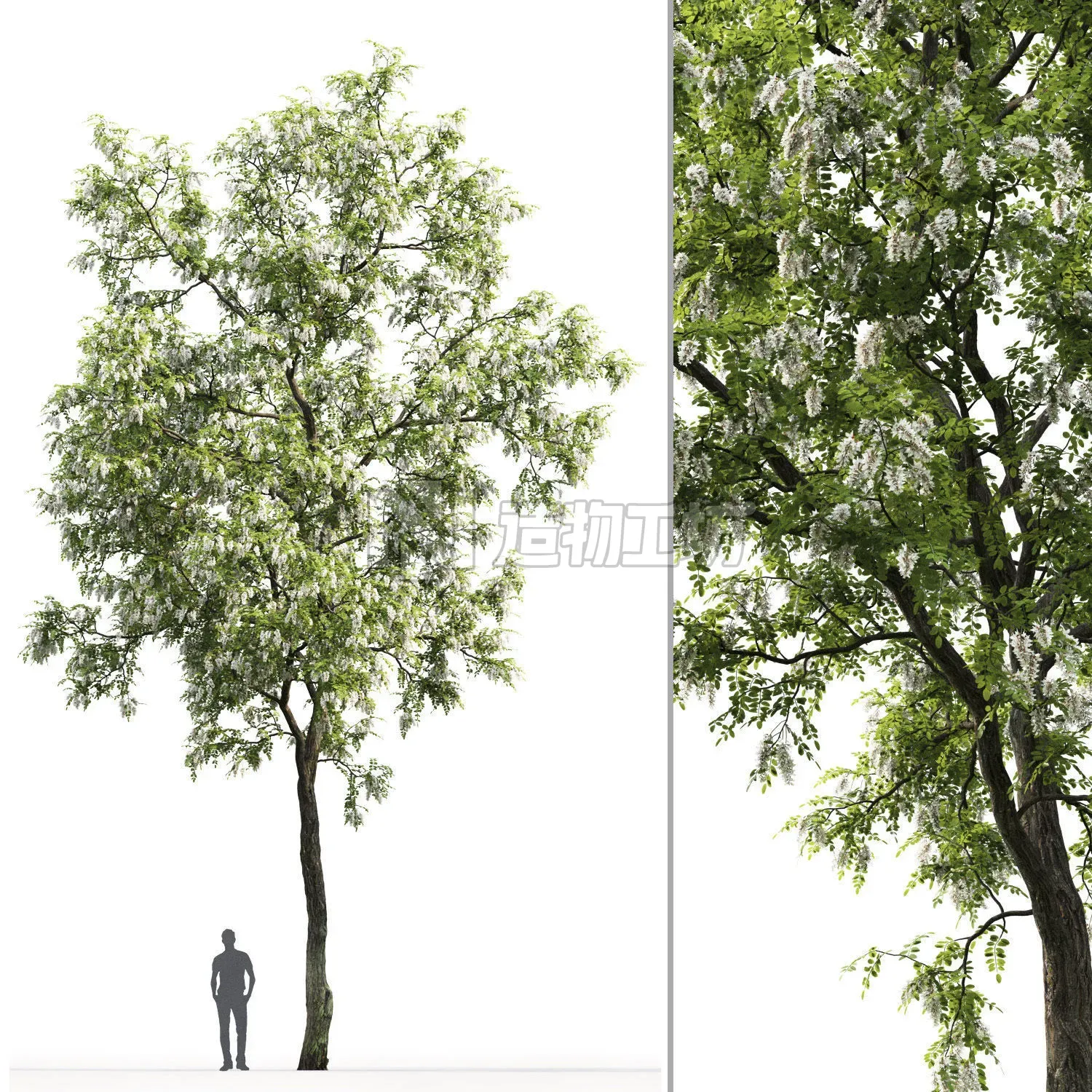 Robinia pseudoacacia 02 H13m 3D model