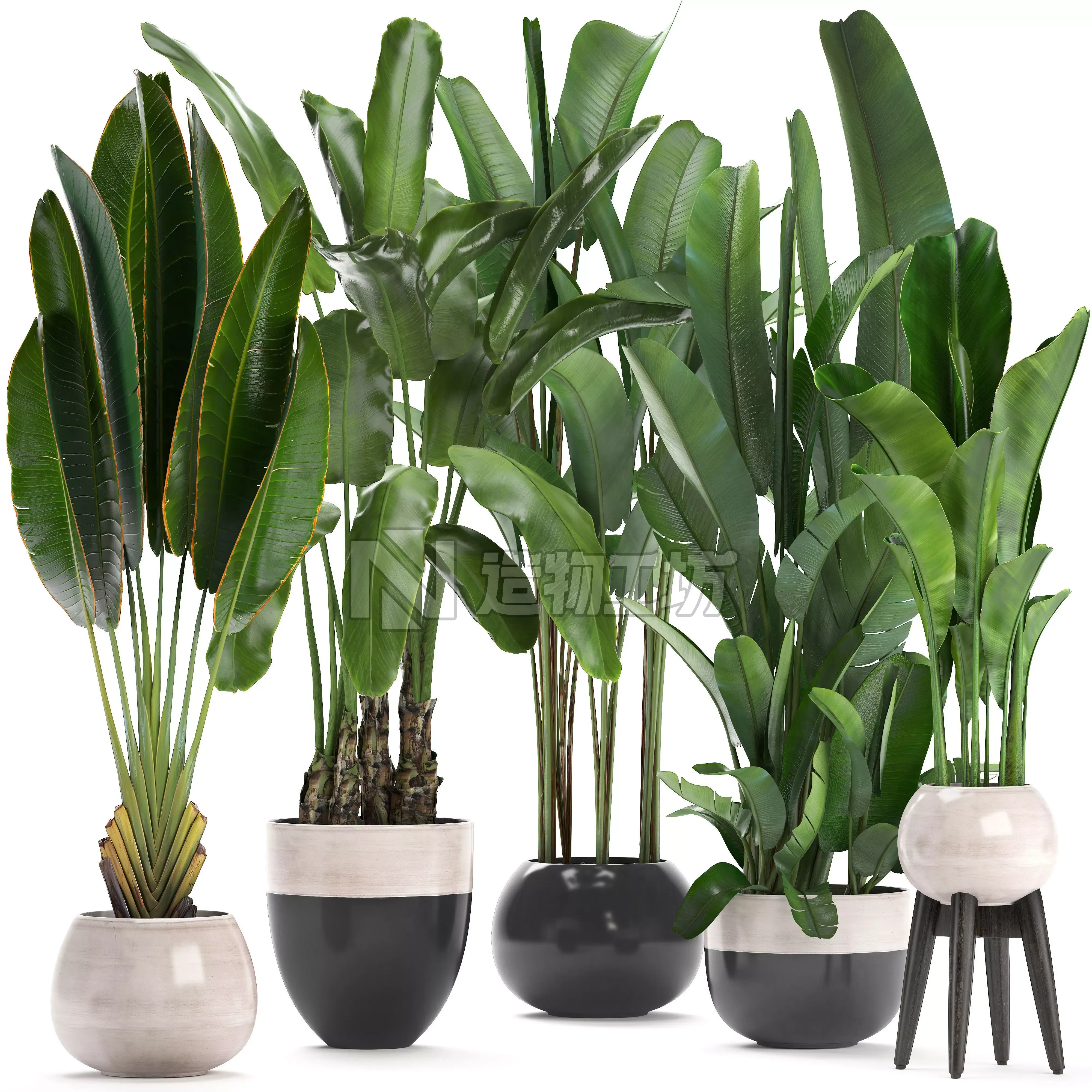 set of banana palm Strelitzia Ravenala in pots 3D model