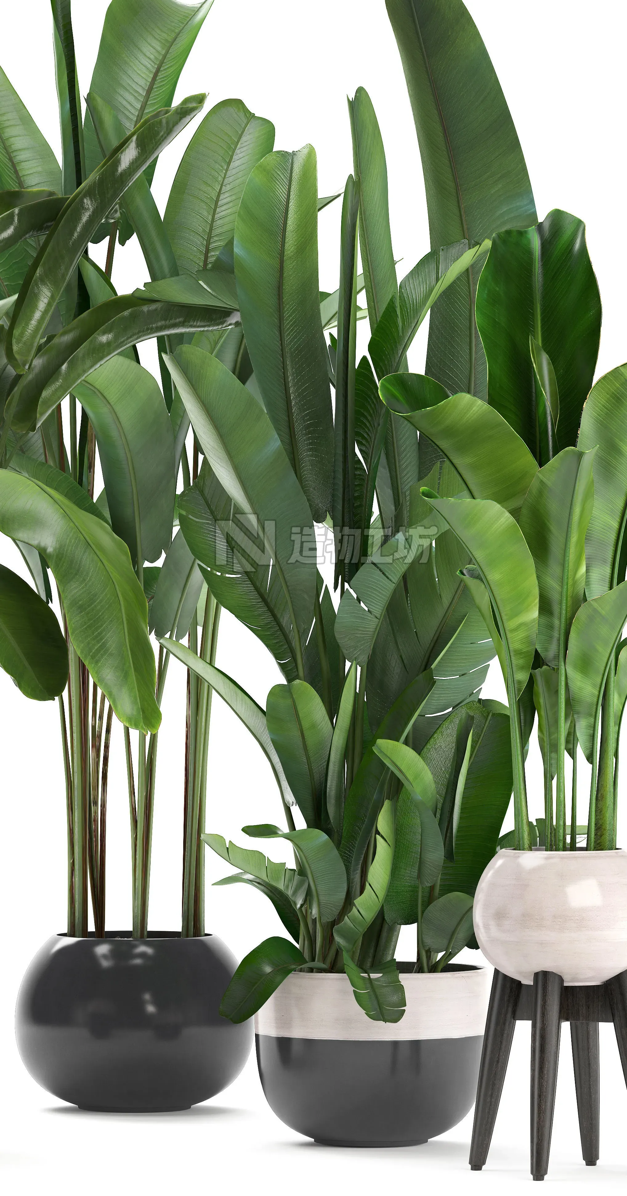 set of banana palm Strelitzia Ravenala in pots 3D model