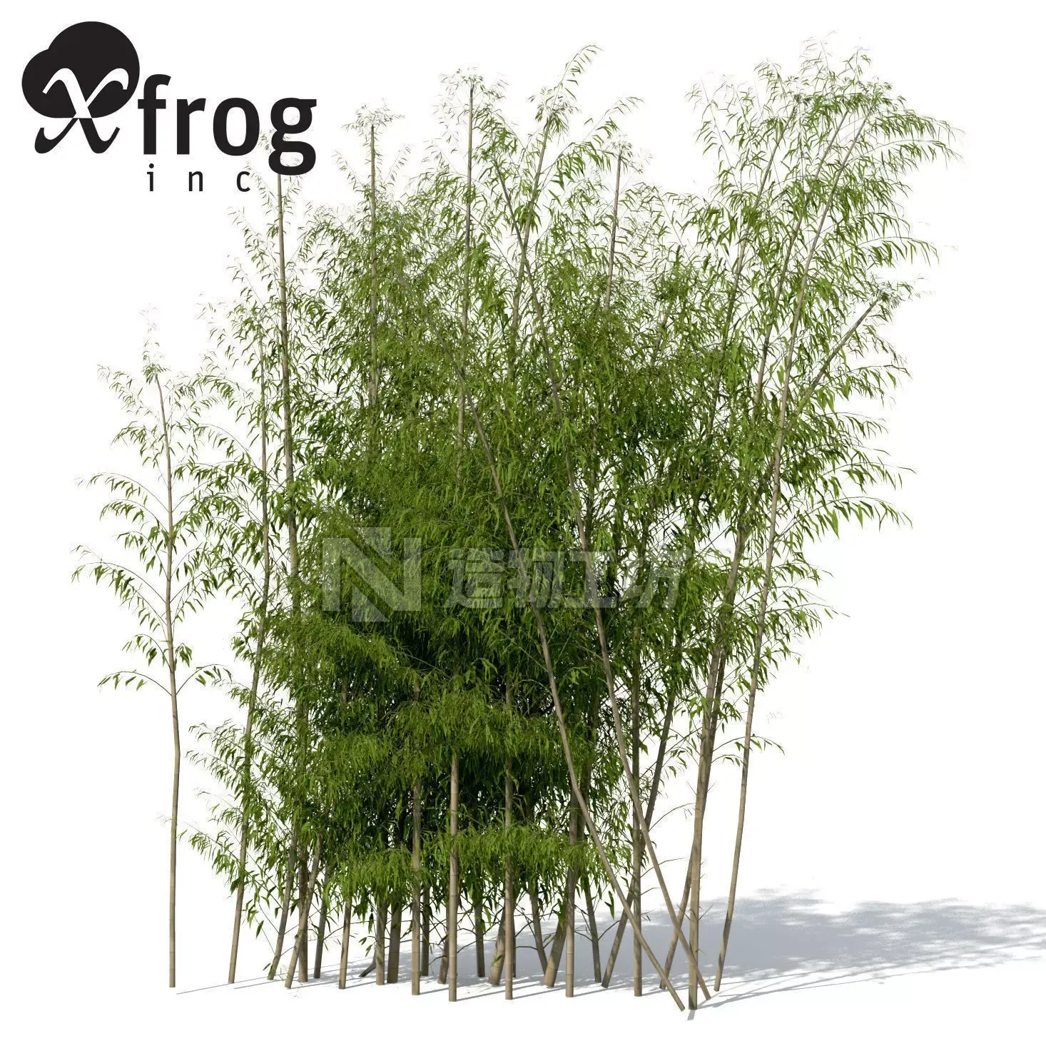 XfrogPlants Golden Bamboo 3D model