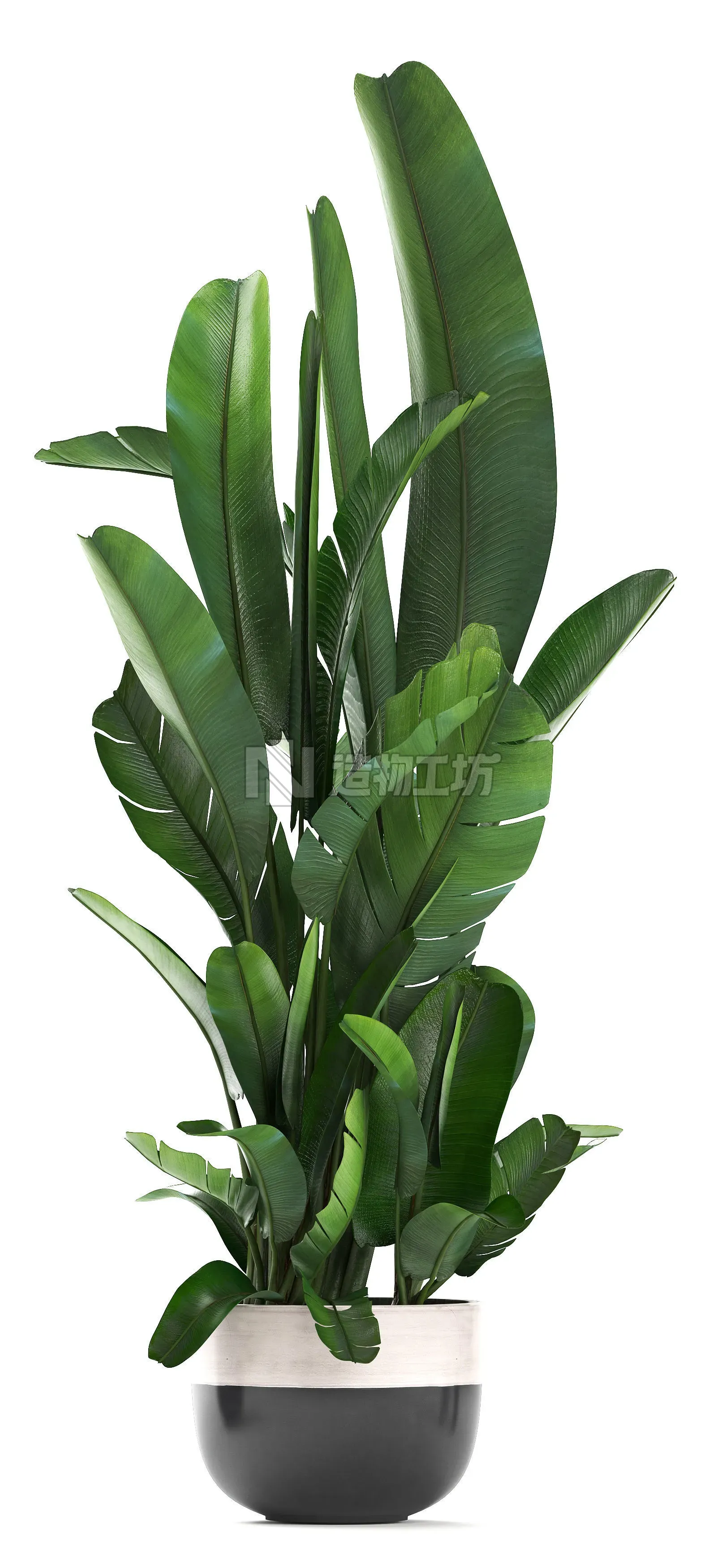 set of banana palm Strelitzia Ravenala in pots 3D model