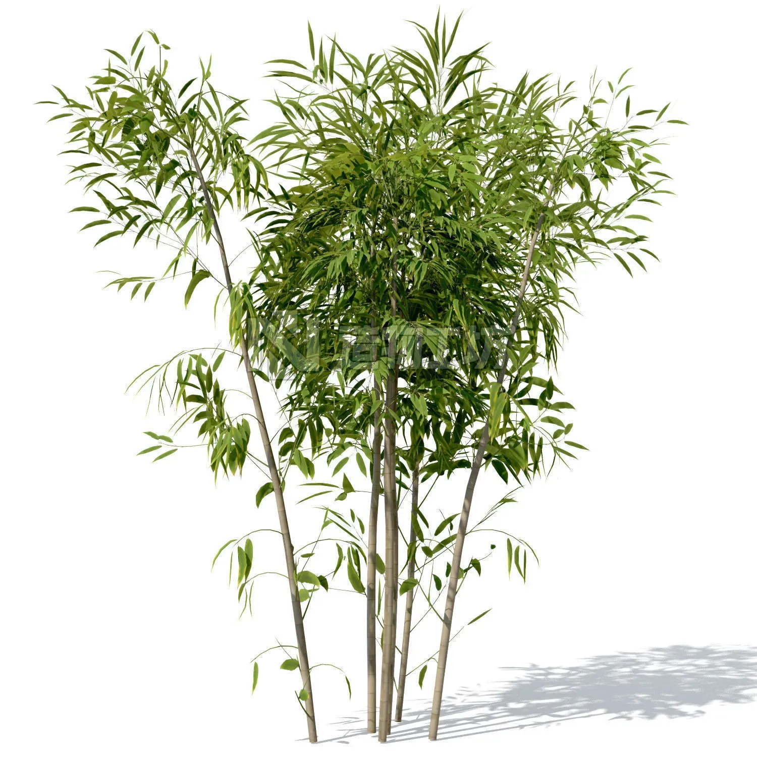 XfrogPlants Golden Bamboo 3D model