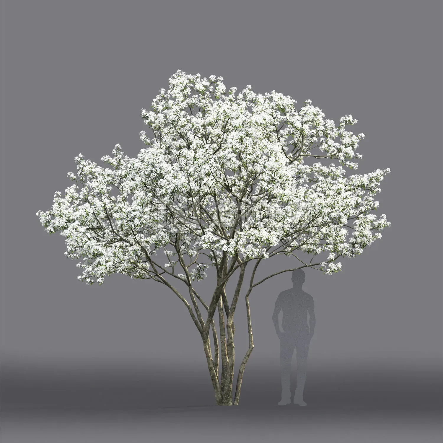 Amelanchier Flowering 01 3D model