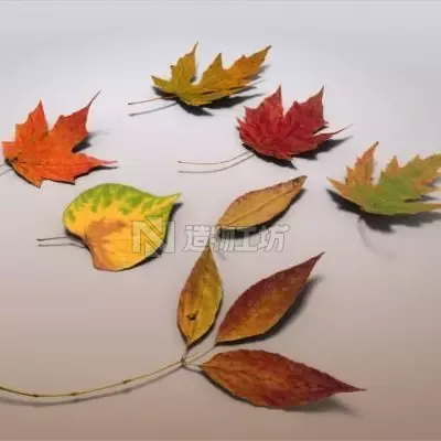 Autumn Leaves 3D model