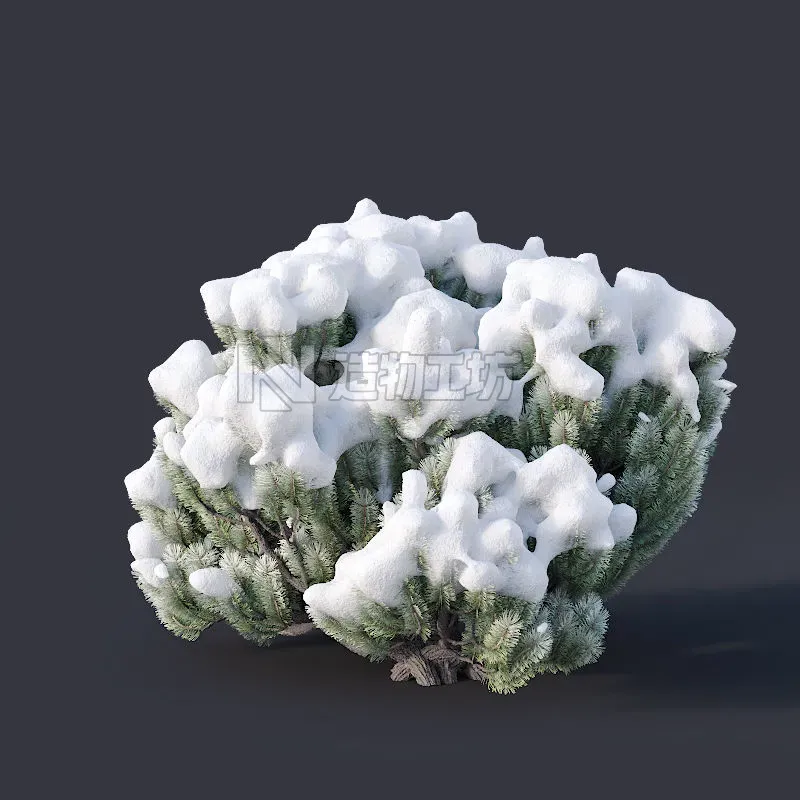 Pinus mugo Nr3 H70-180 cm  3D model