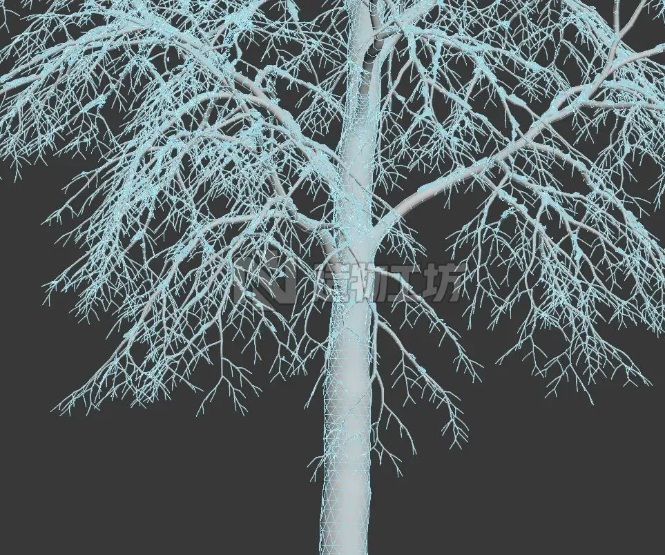 Tilia europaea Nr 7 H11-14m Three winter tree set 3D model