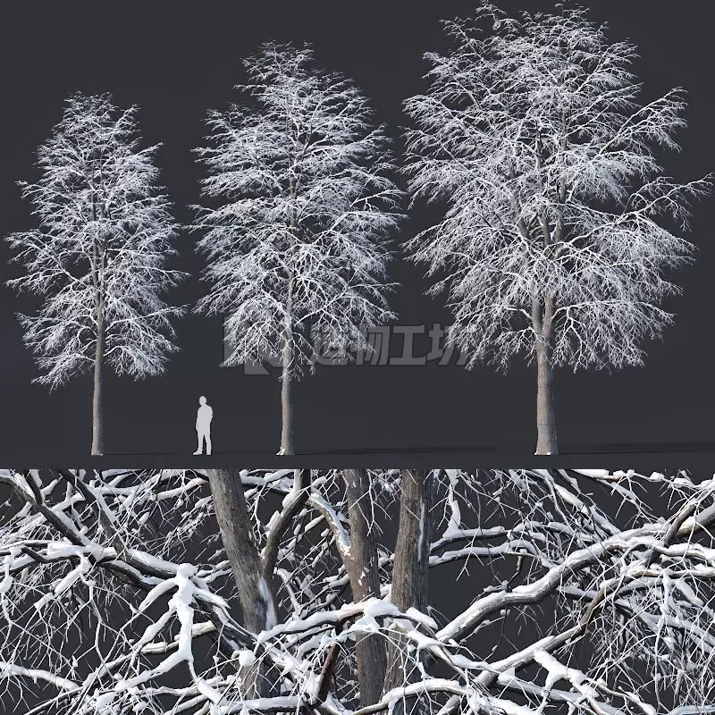 Tilia europaea Nr 7 H11-14m Three winter tree set 3D model