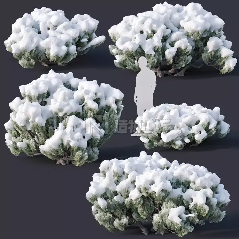 Pinus mugo Nr3 H70-180 cm  3D model