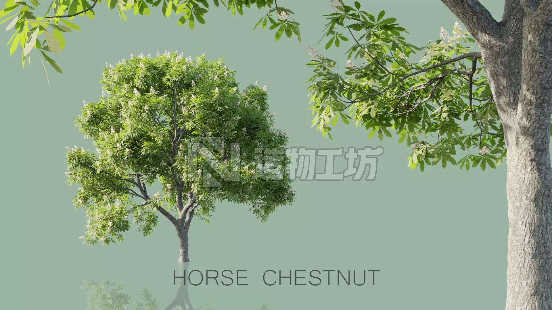 Horse Chestnut Trees 3D model