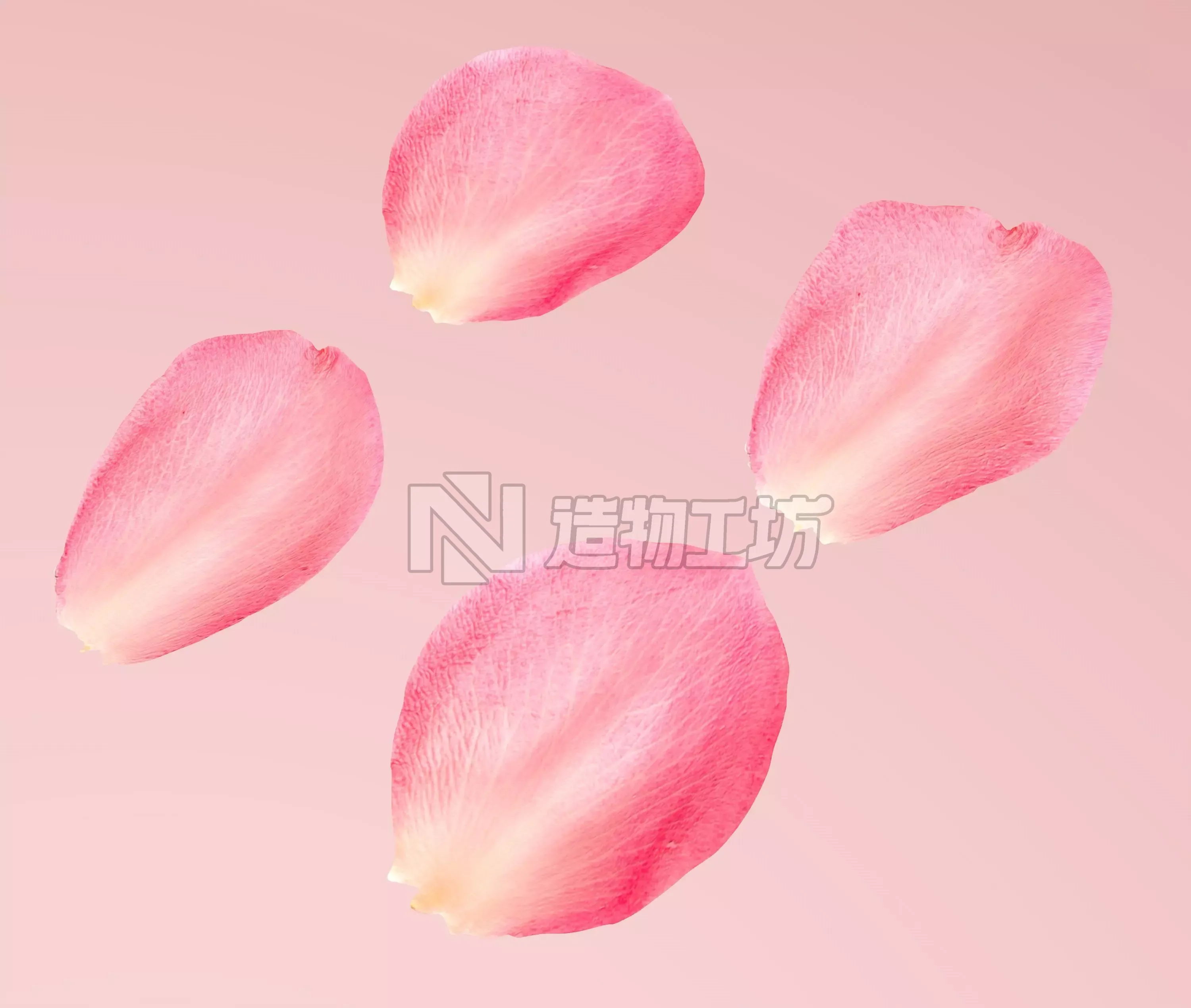 Petals pack 3D model