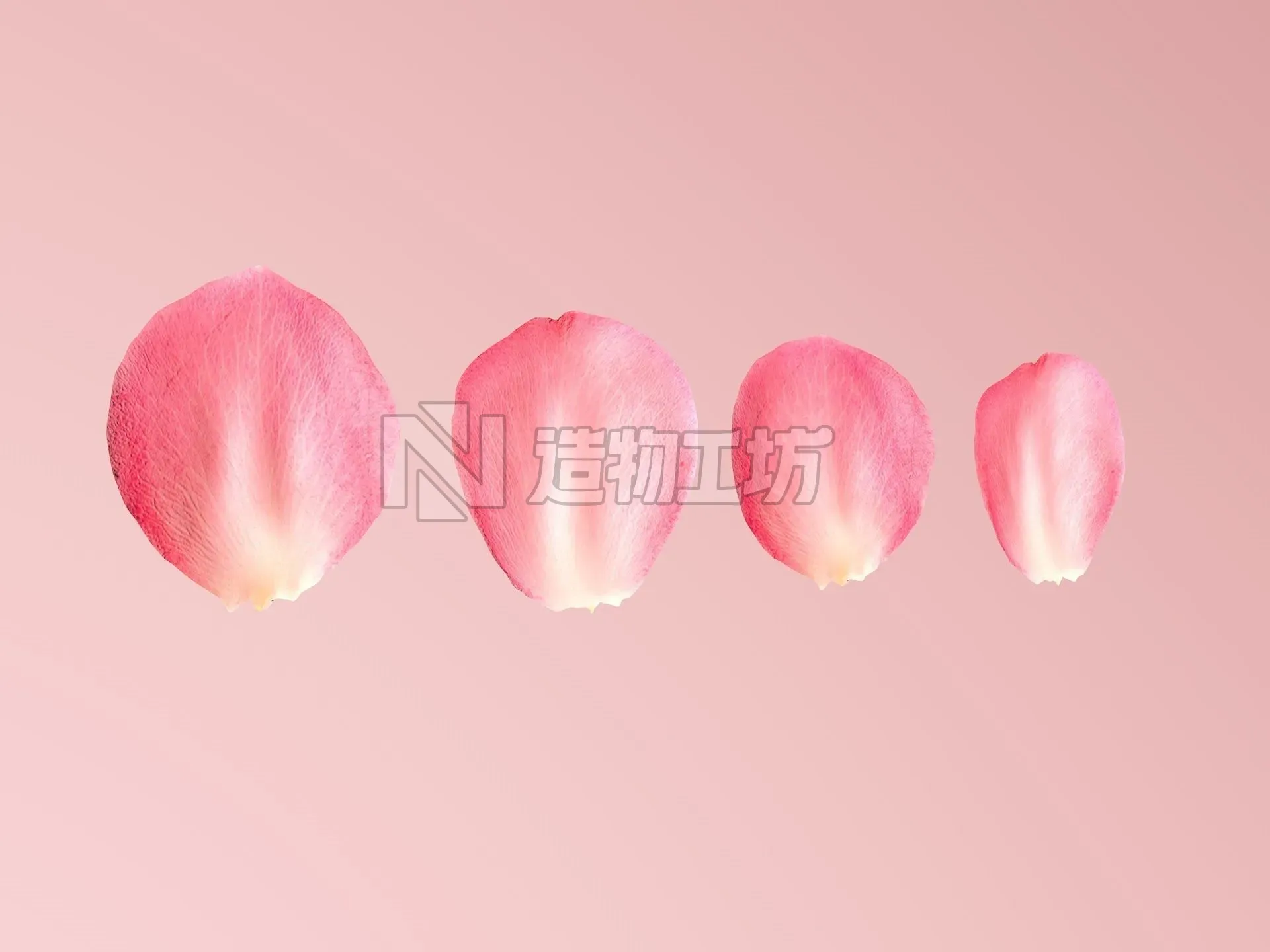 Petals pack 3D model