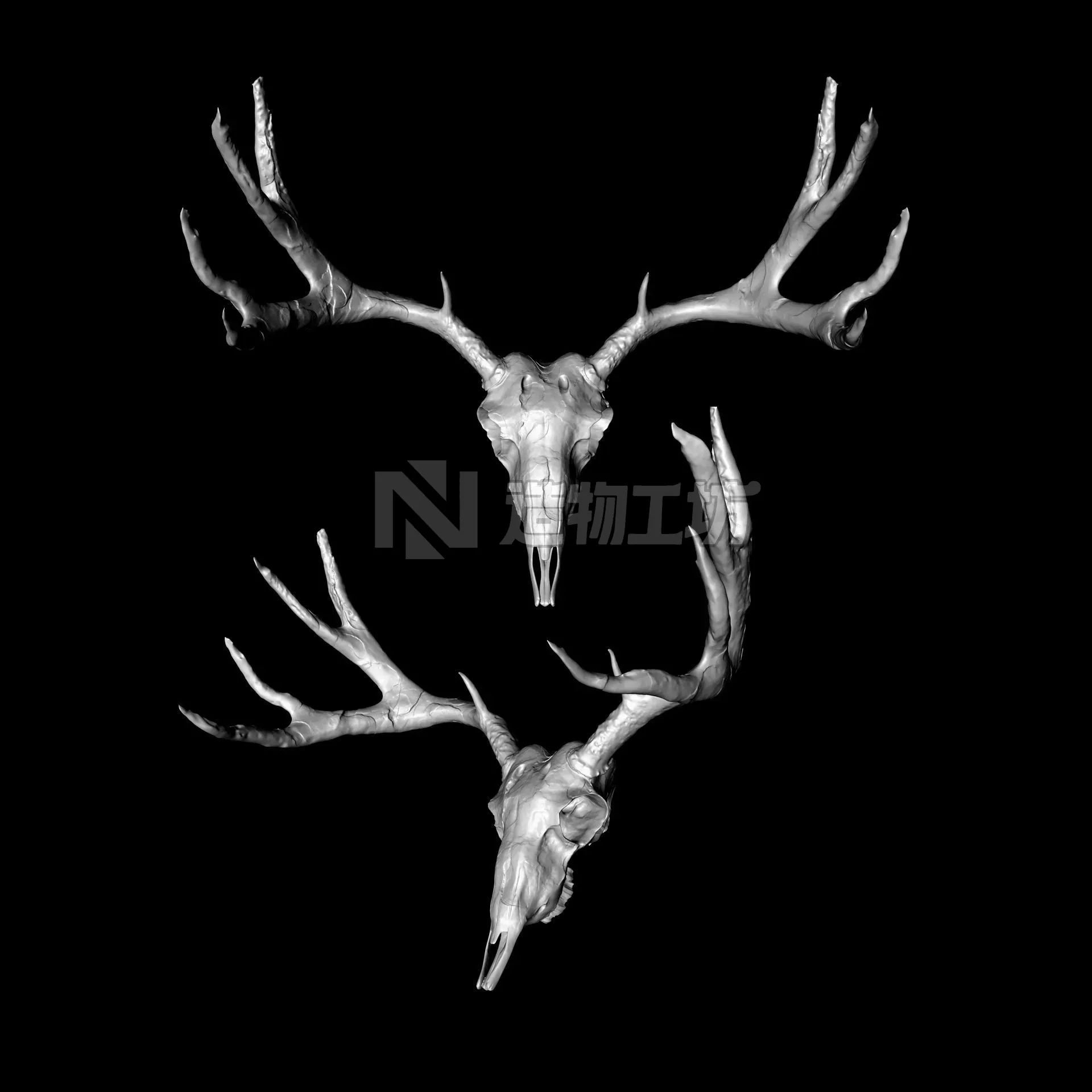 Horned Mammal Skull 3D Model Pack 3D model