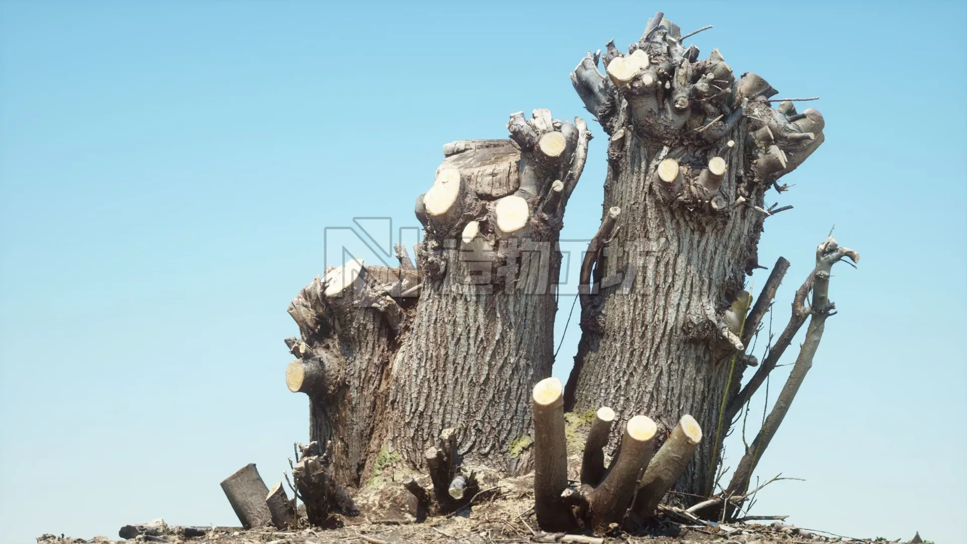 RAW SCAN Tree Stump 1 3D model