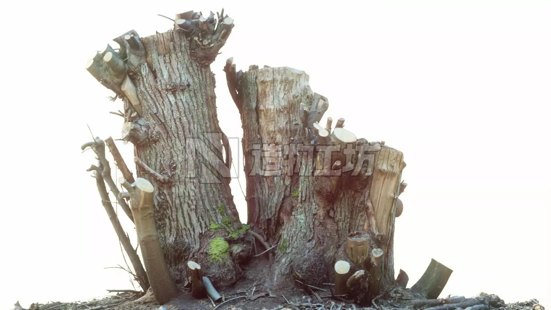 RAW SCAN Tree Stump 1 3D model