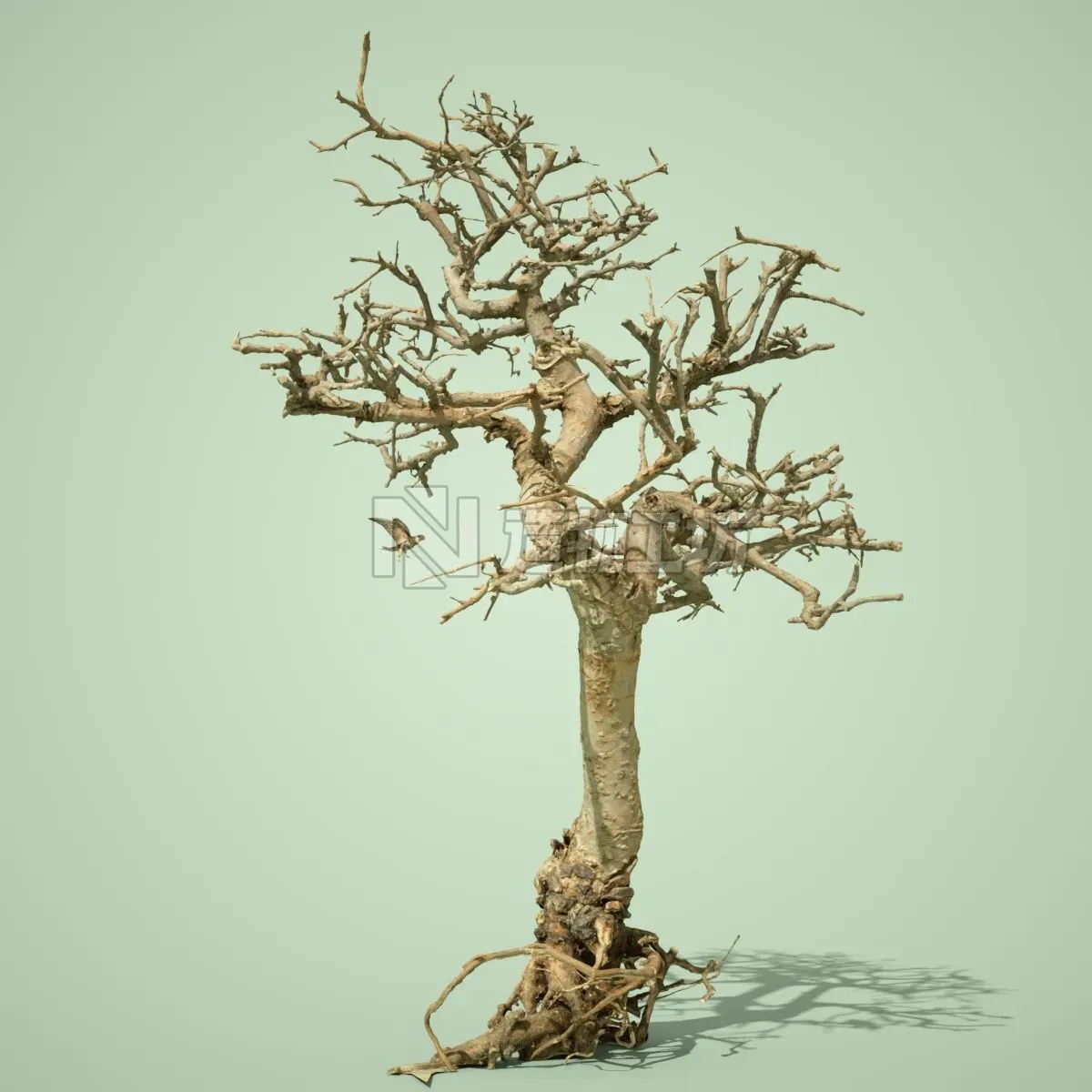 Dead Bonsai Tree 9 3D model