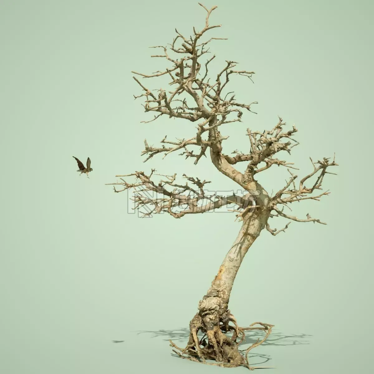 Dead Bonsai Tree 9 3D model