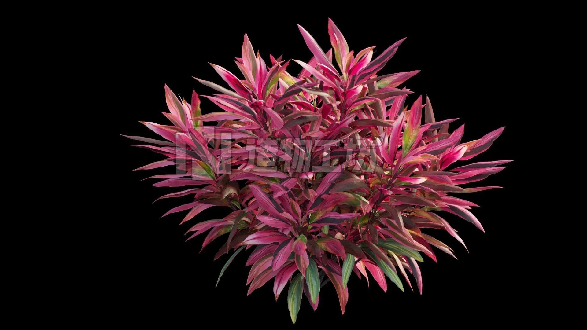Cordyline fruticosa plant set 05 Low-poly 3D model