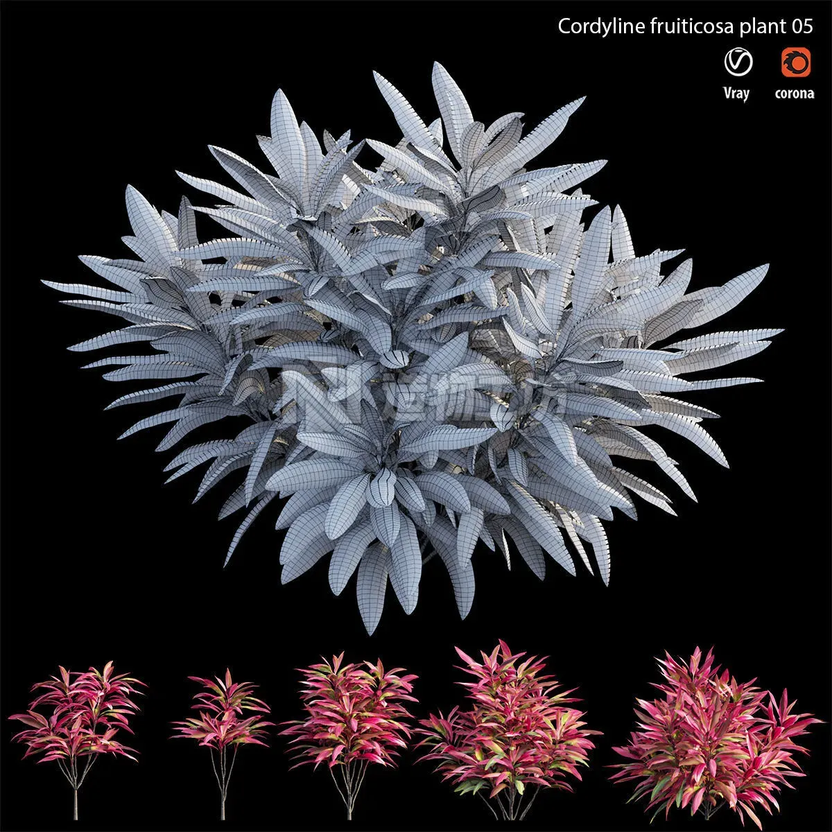 Cordyline fruticosa plant set 05 Low-poly 3D model