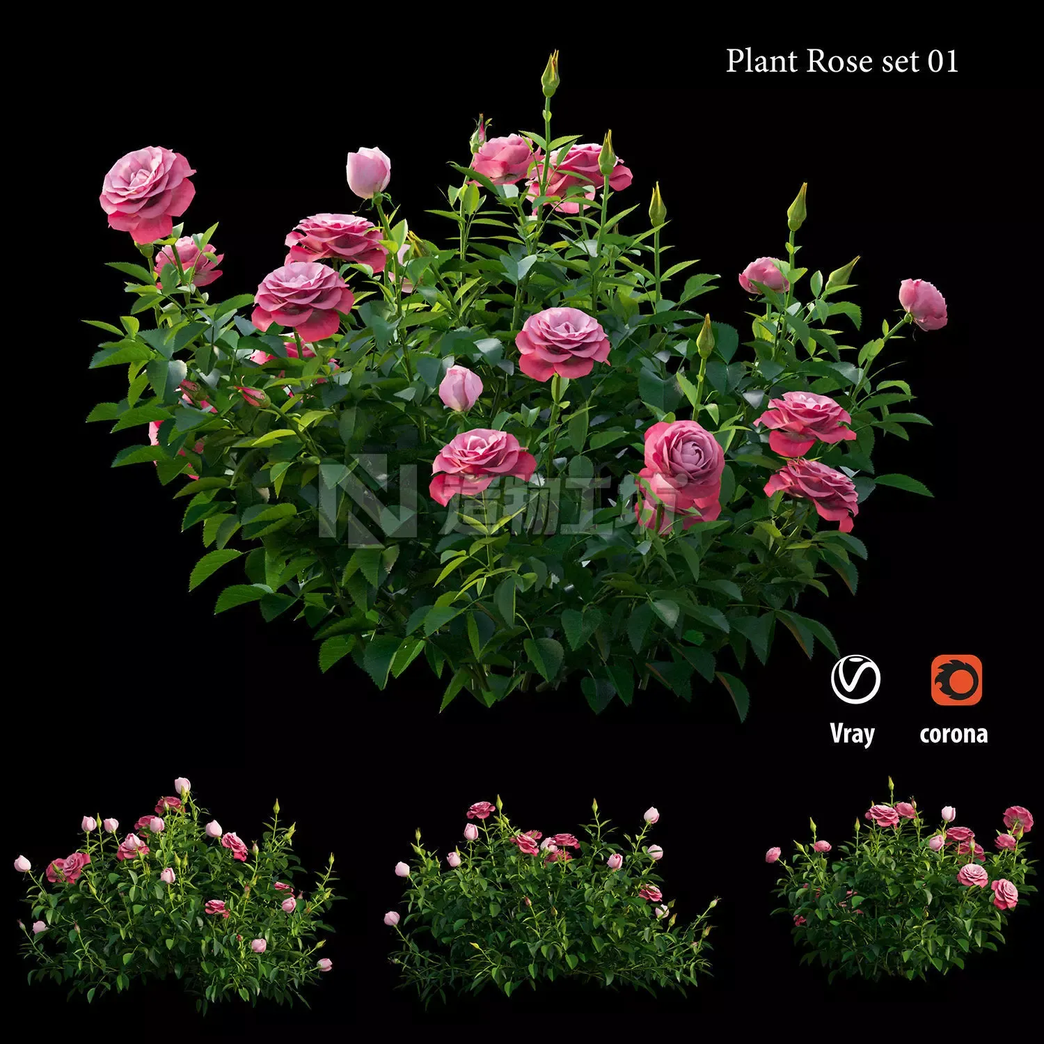 Plant rose set 01 3D model