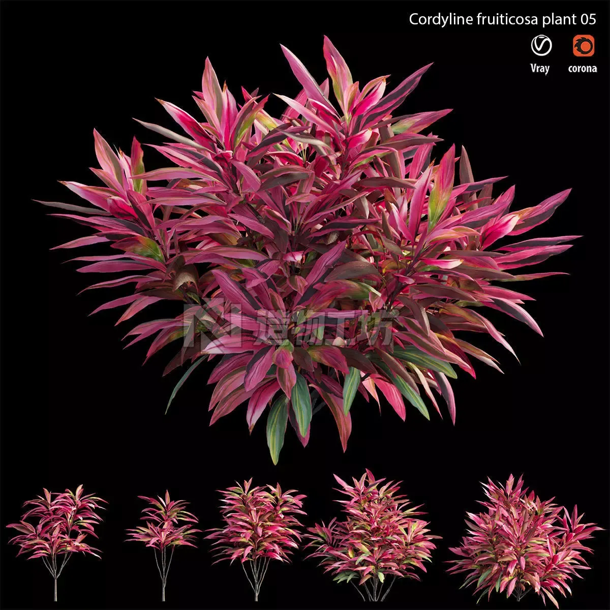 Cordyline fruticosa plant set 05 Low-poly 3D model
